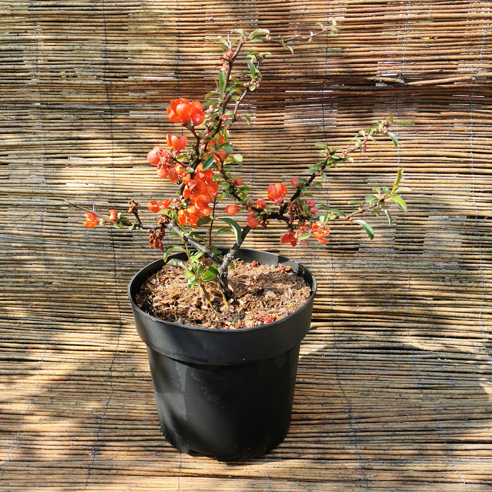 Zierquitte - Chaenomelis superba 'Orange Beauty', C4,5 20-30cm