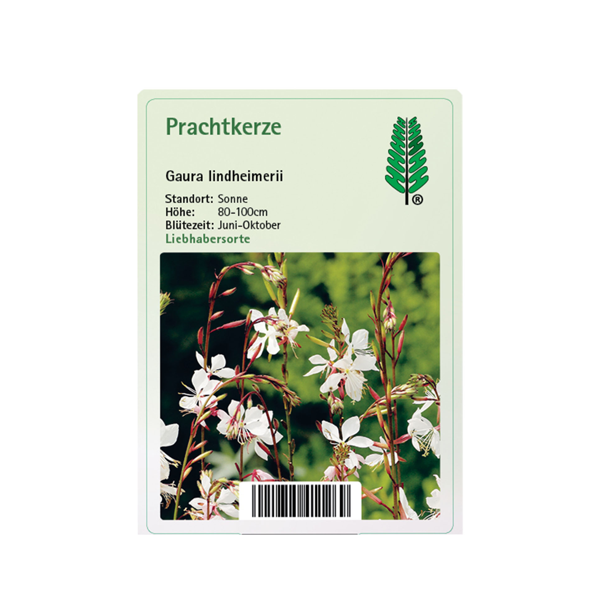 Prachtkerze - Gaura lindheimeri