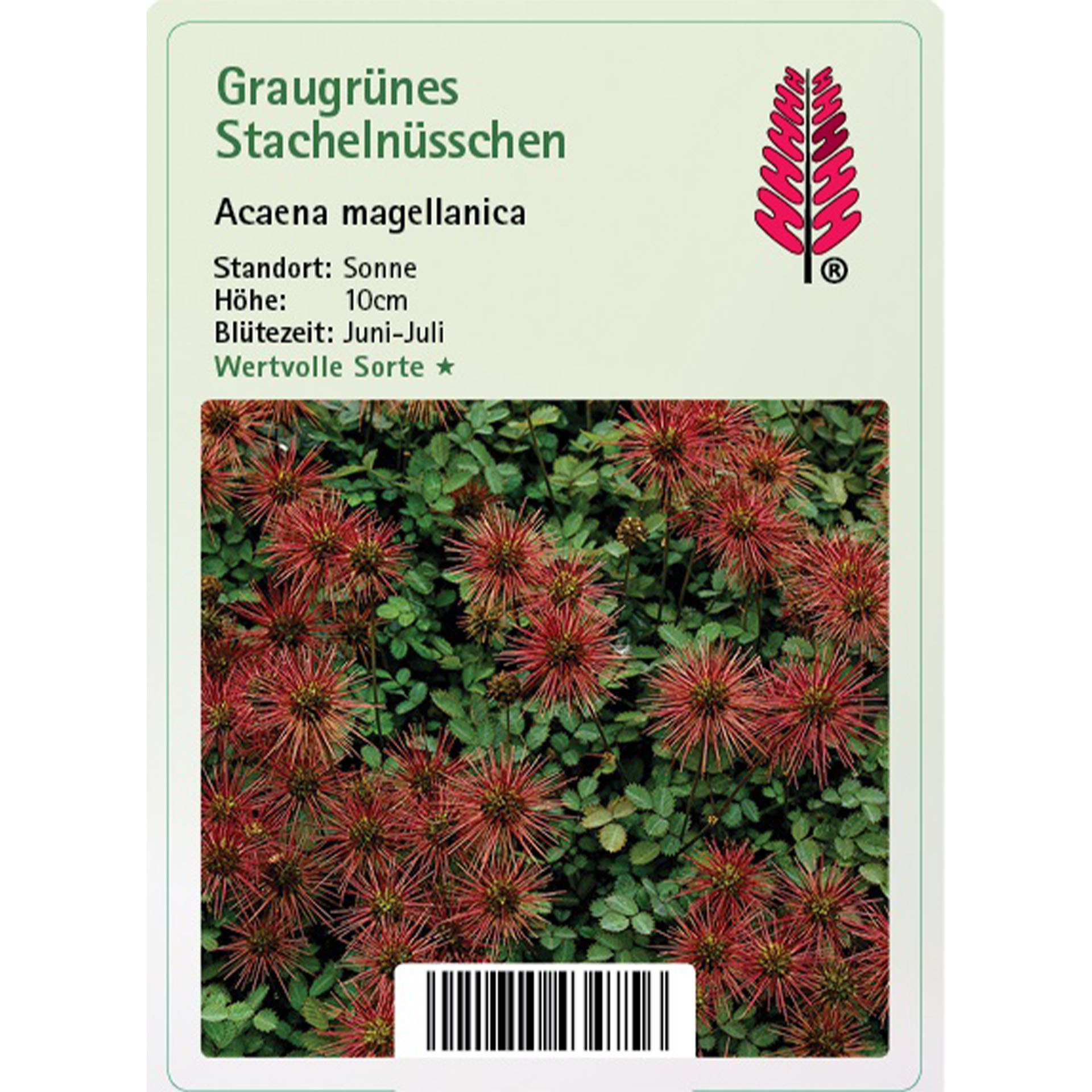 Moos, Vegetation, Baum, Dahlie, Blume