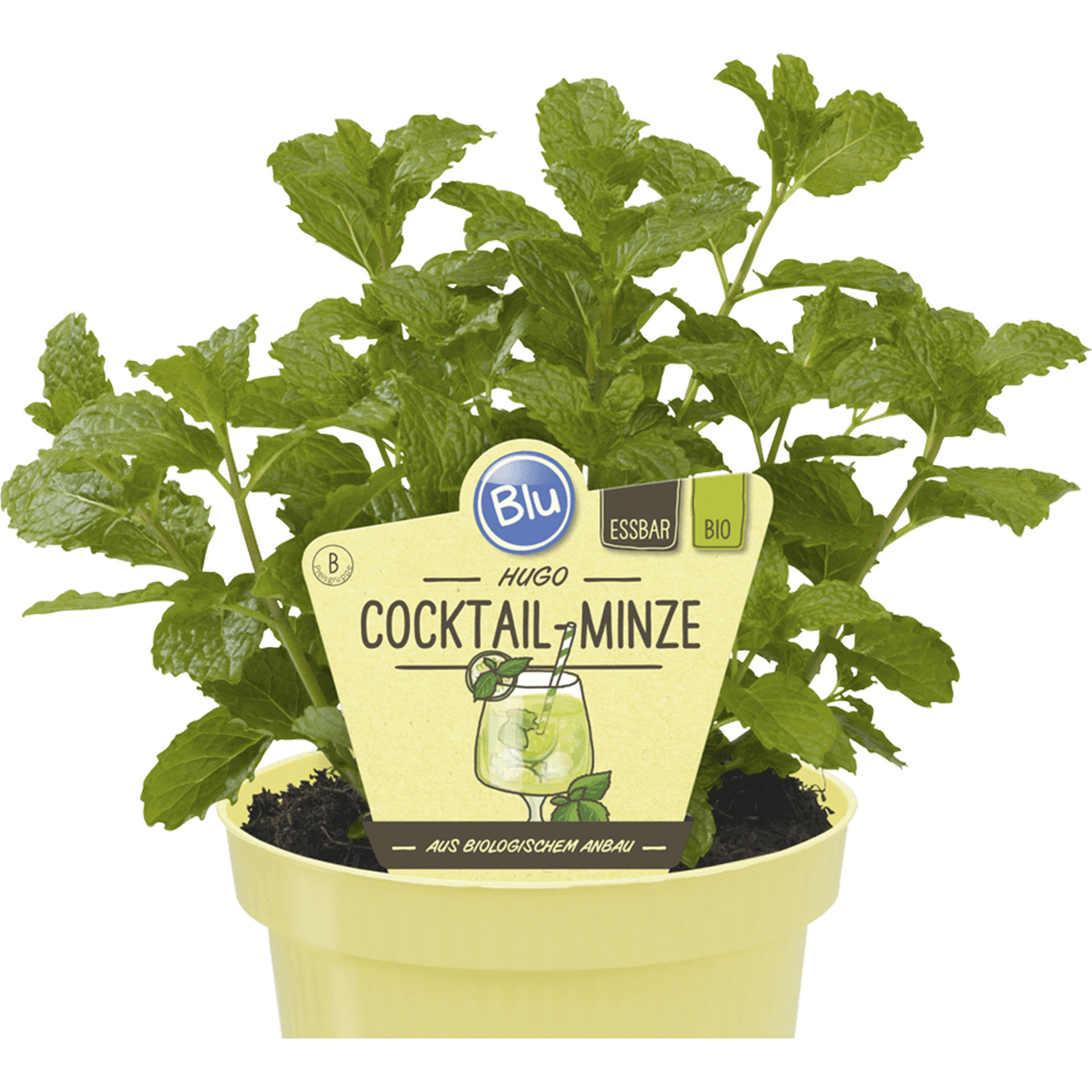 Pflanztopf mit Cocktail-Minze und Pflanzenstecker