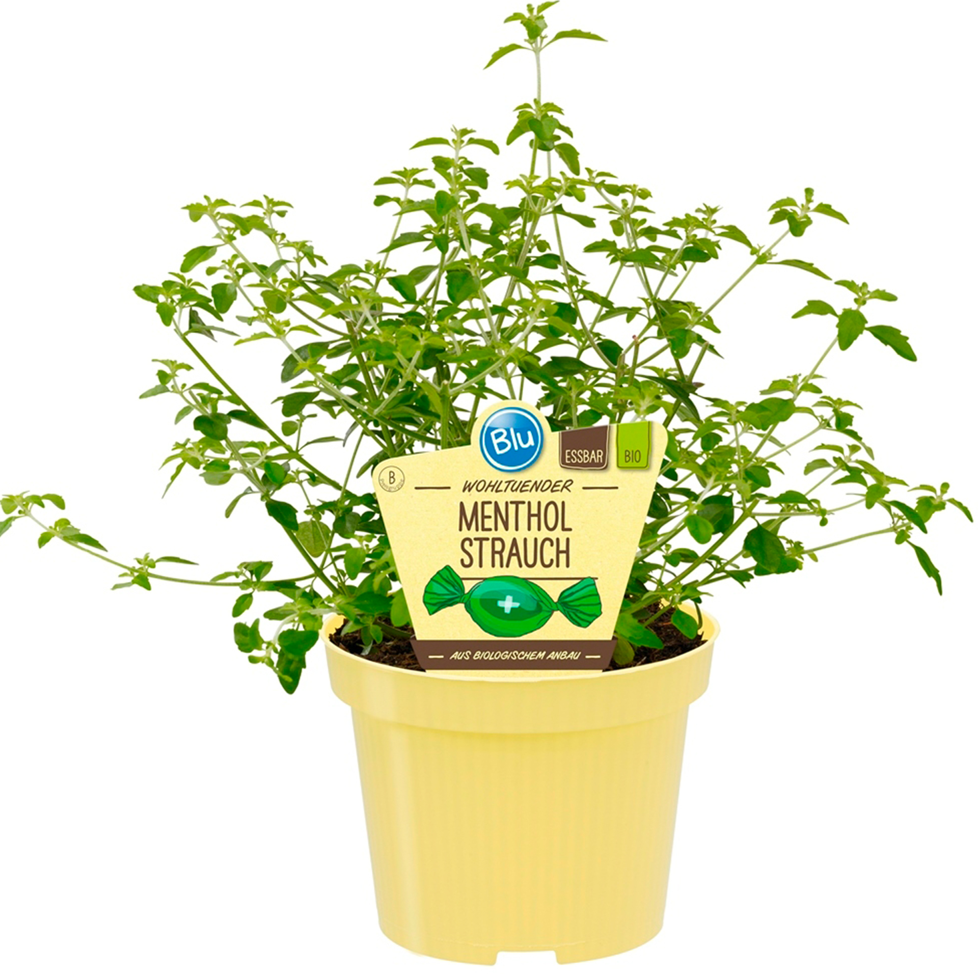 BIO Menthol-Strauch -  Prostanthera rotundifolia, 12cm Topf