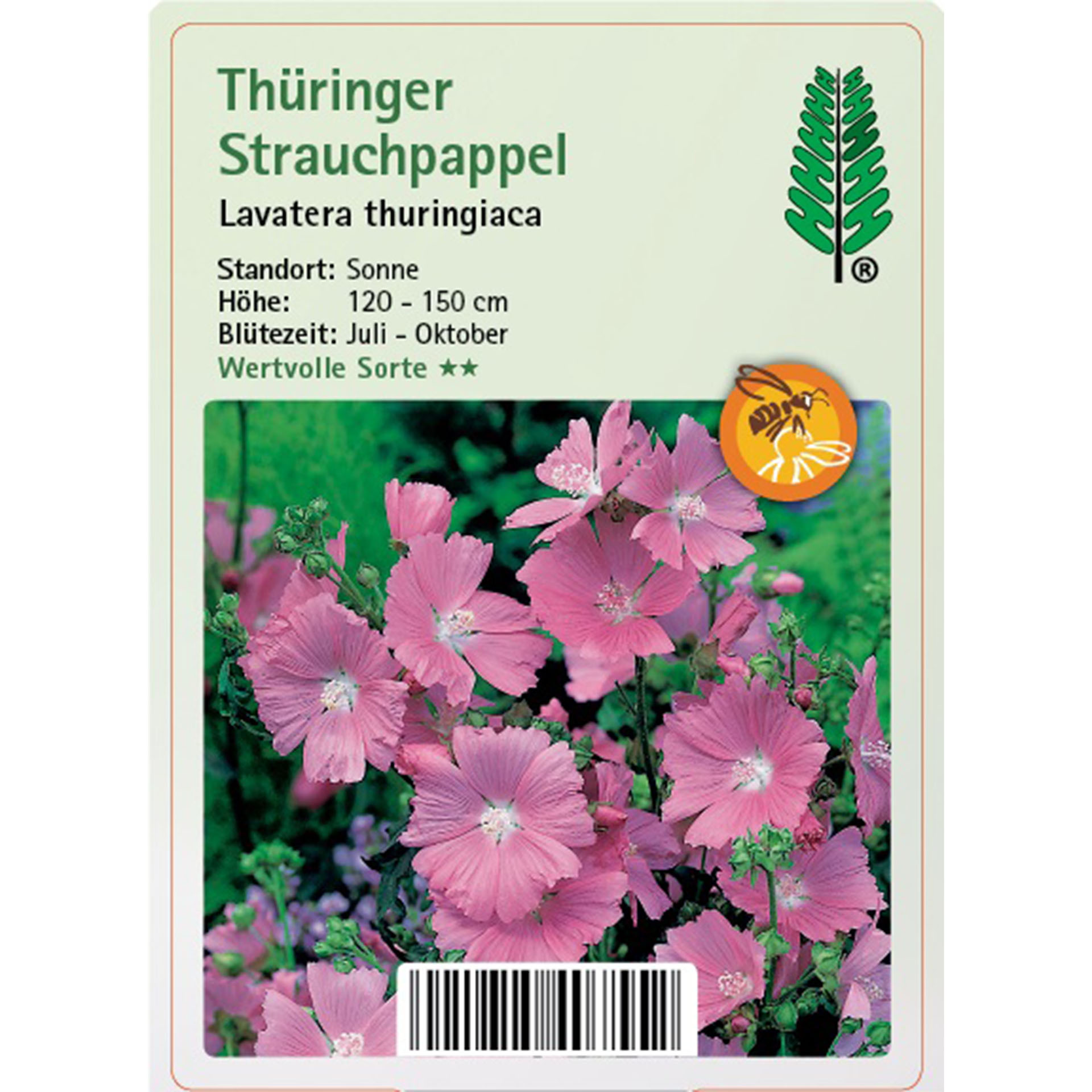 Blume, Pflanze, Geranie, Blütenblatt