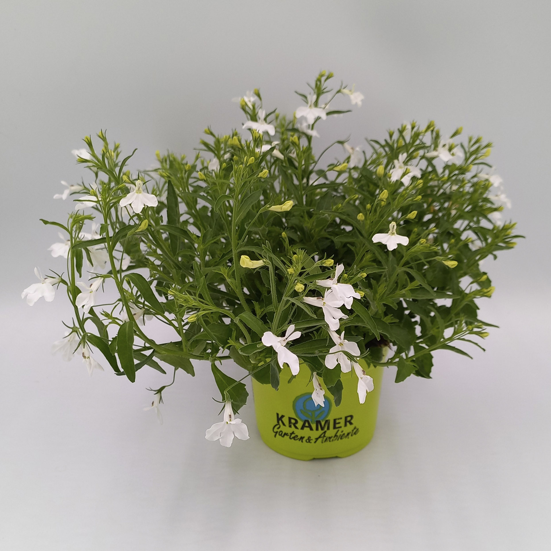 Männertreu / Lobelie Africo Lavender mit weißen Blüten im Pflanztopf