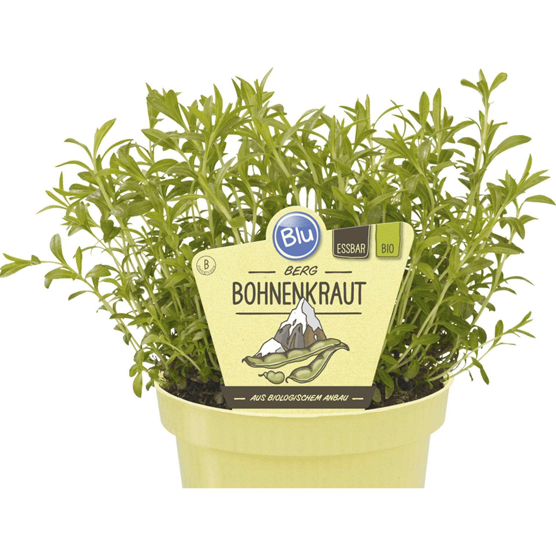 Berg-Bohnenkraut im Pflanztopf mit Pflanzenstecker