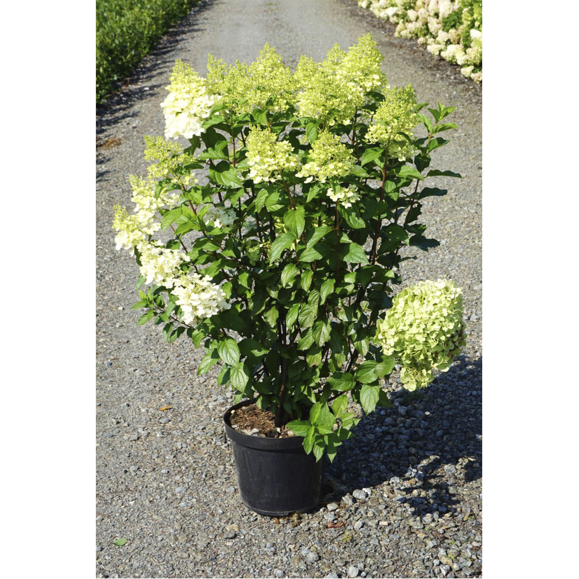 Pflanztopf mit Rispenhortensie Hercules