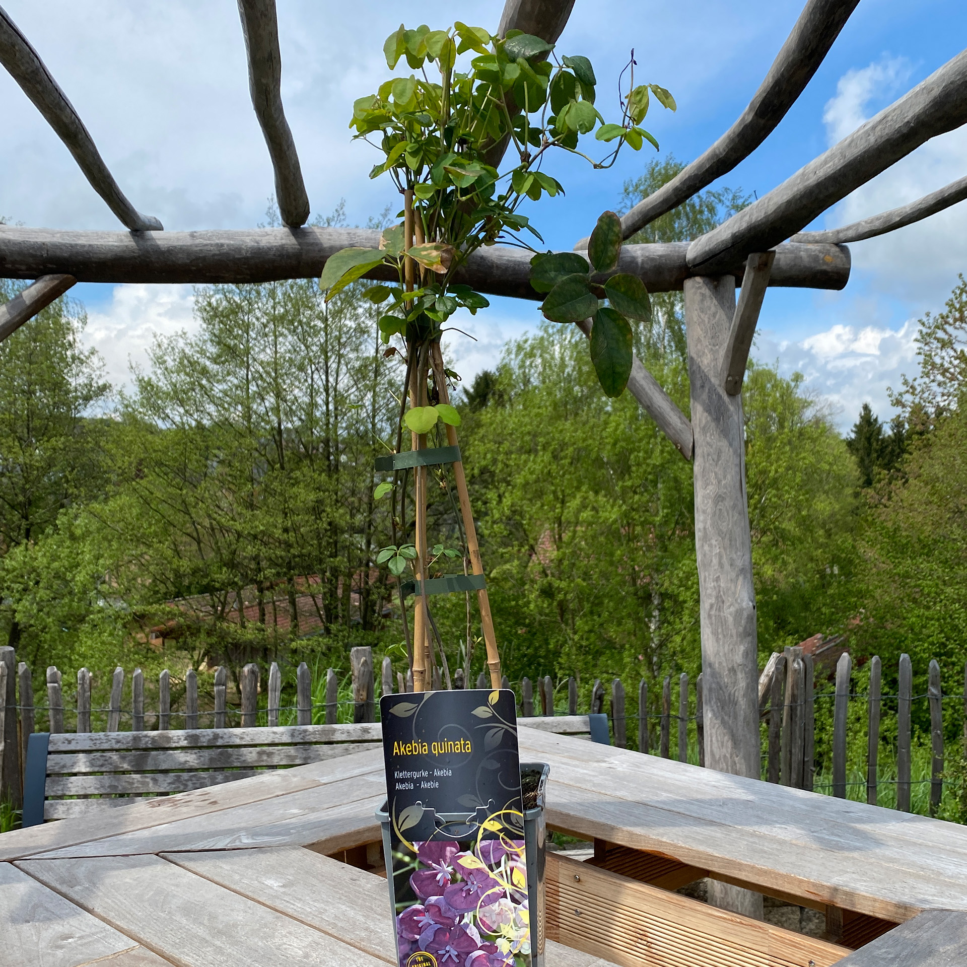 Klettergurke – Akebia quinata, C2eck