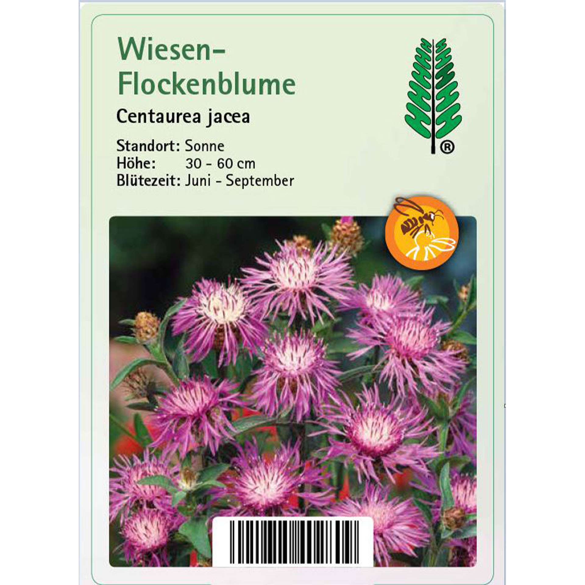Wiesen-Flockenblume - Centaurea jacea, 11cm Topf