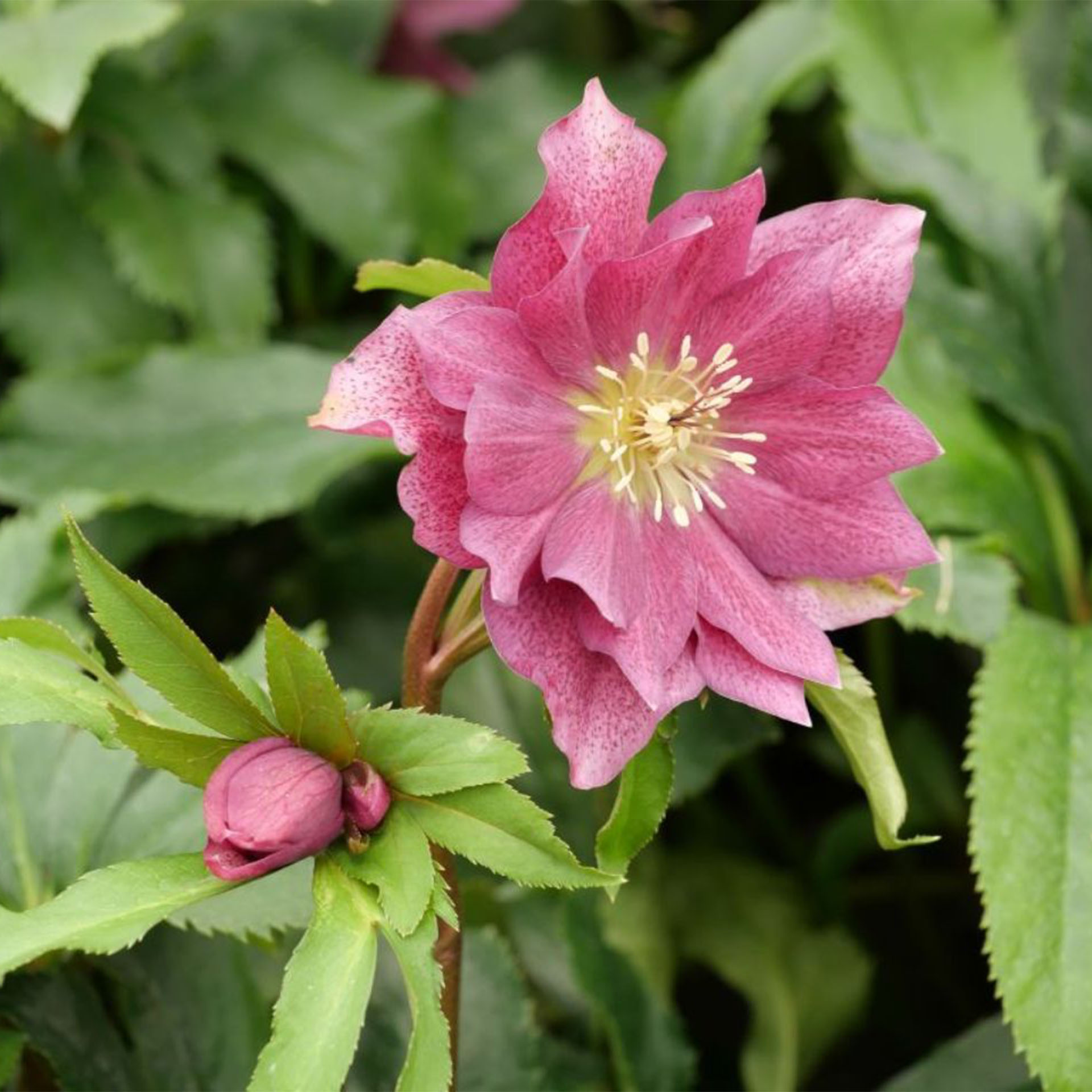 Blume, Blütenblatt, Anemone, Dahlie, Eine andere
