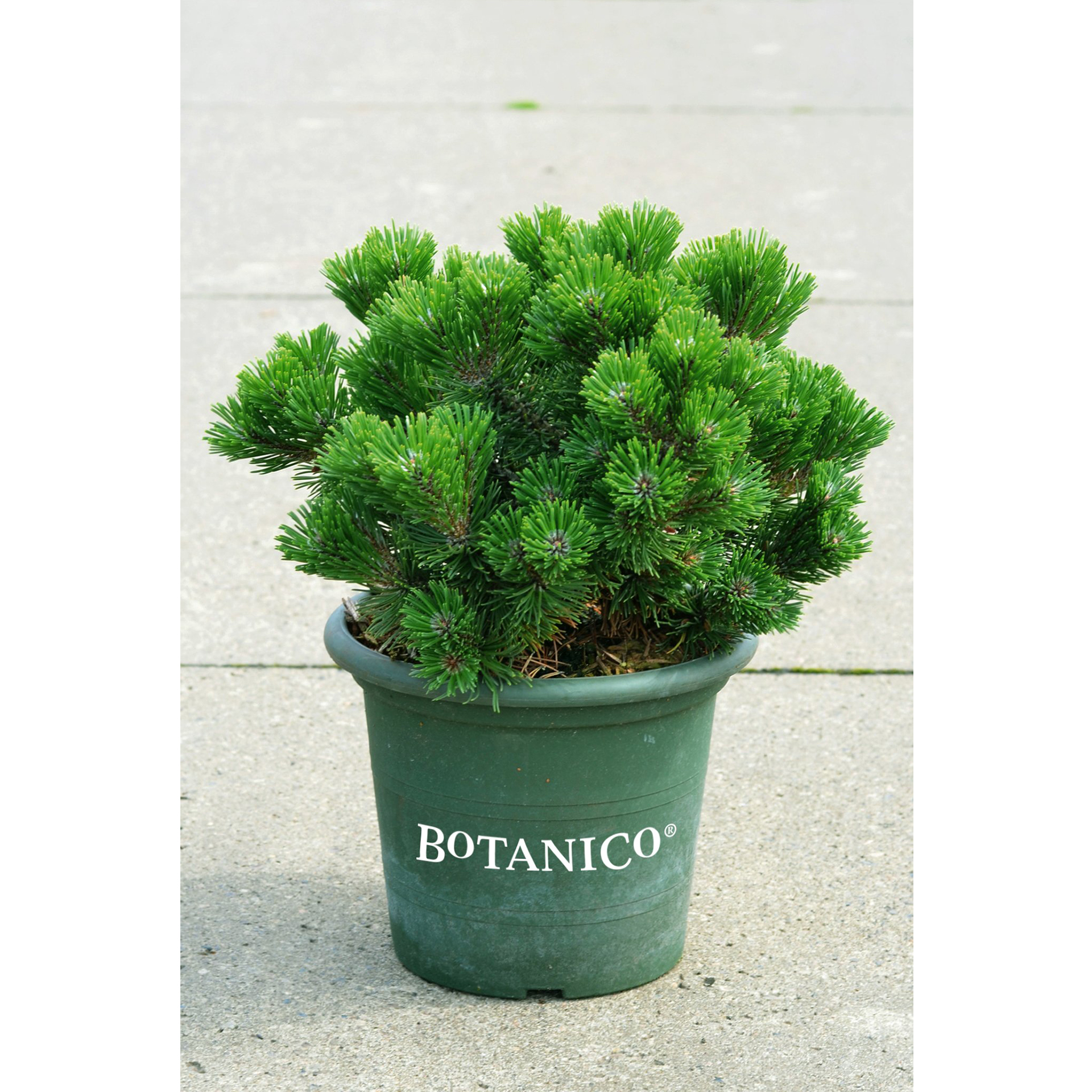 Zwerg-Grannenkiefer Konifere immergrün