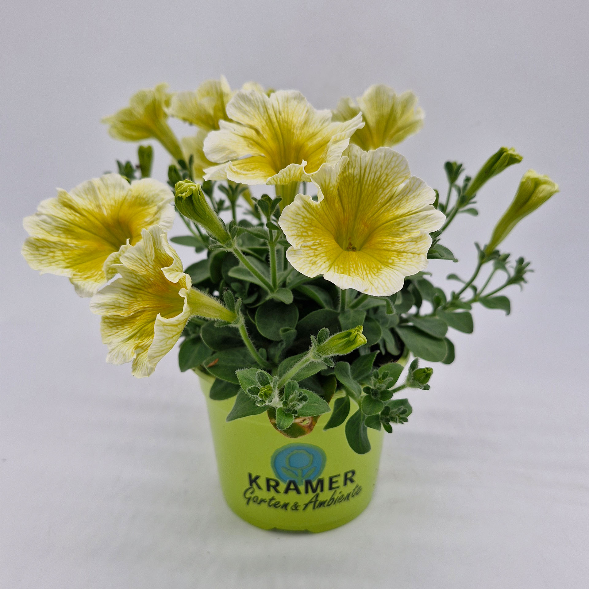 pflanze, petunia, topfpflanze, blumen, gelb