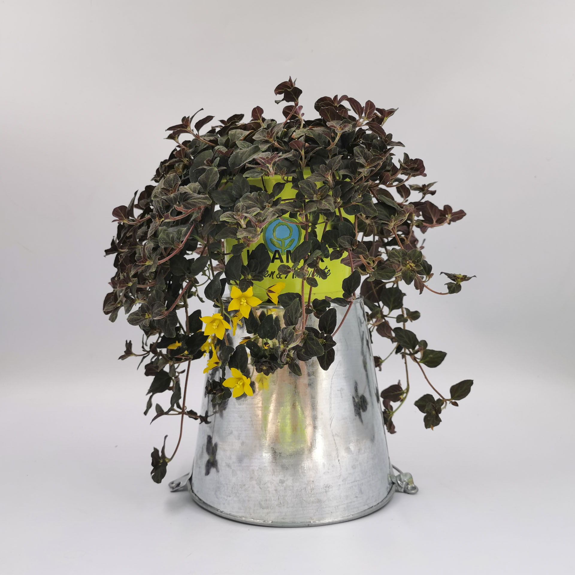 Pfennigkraut Midnight Sun im Pflanztopf, hängend mit gelben Blüten