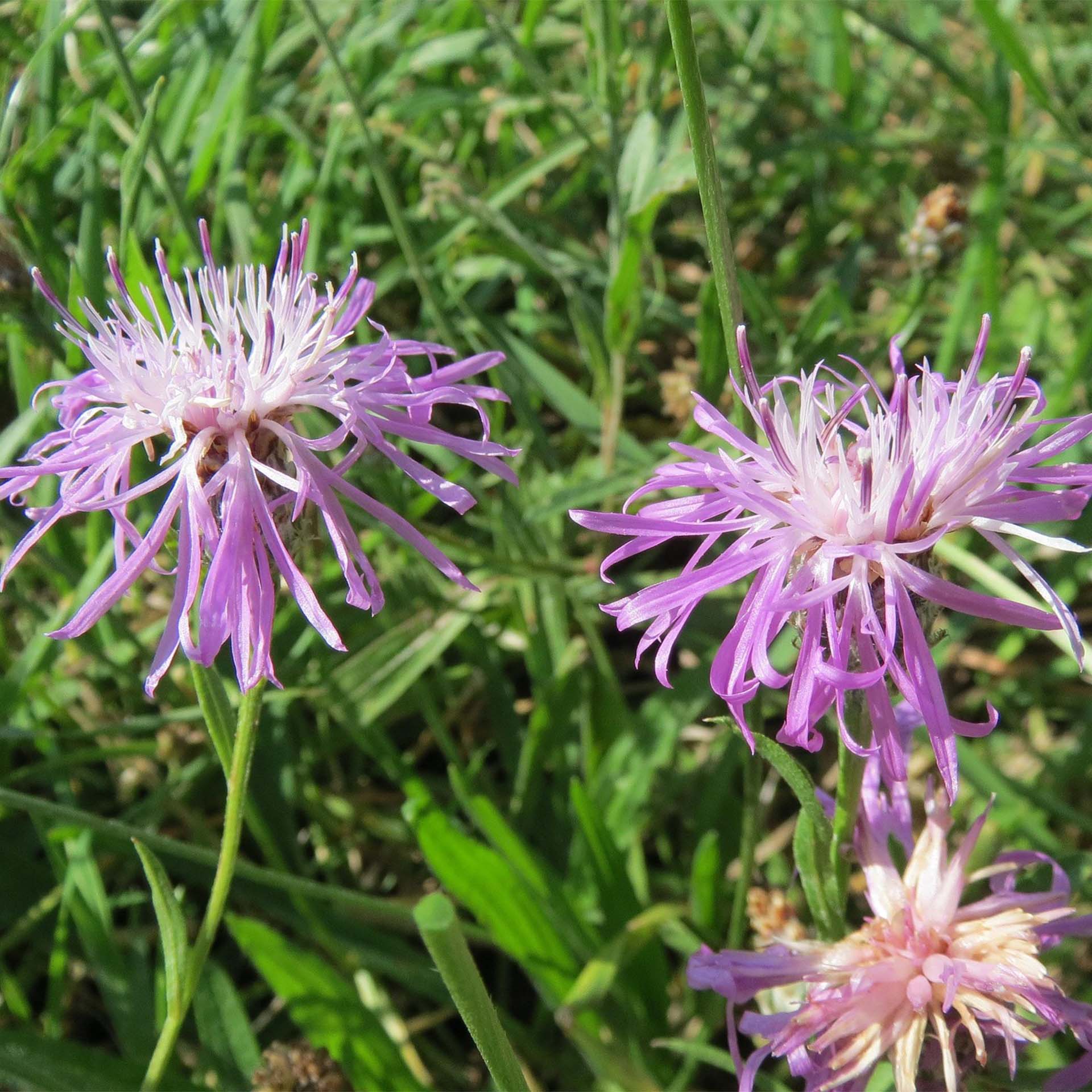 blumen, lila, wildblume, kornblume, gras