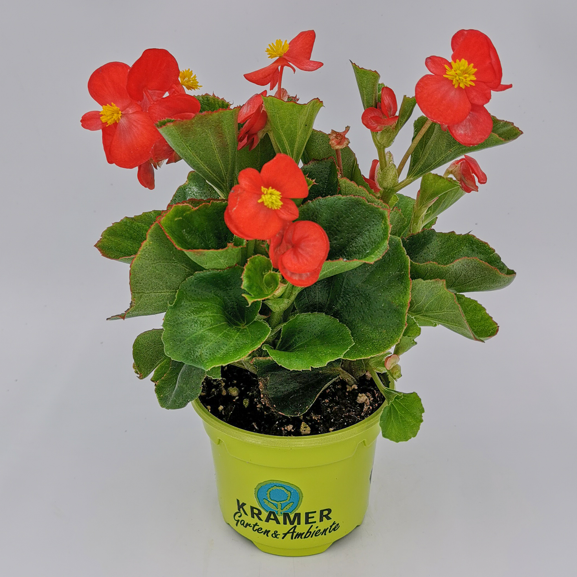 Eisbegonie - Begonia semperflorens 'Olympia Red', 9cm Topf