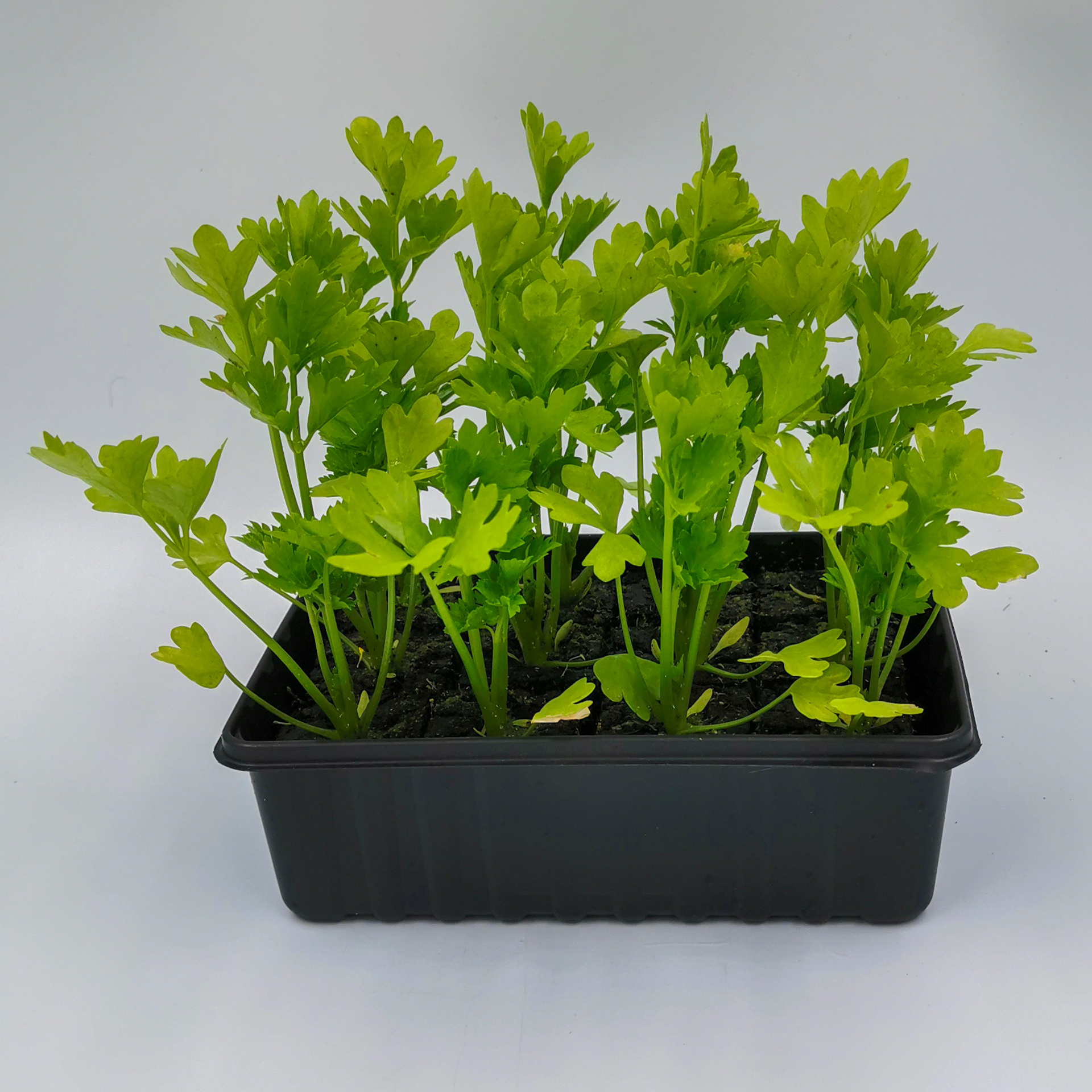 Schale mit 12 Selleriepflanzen