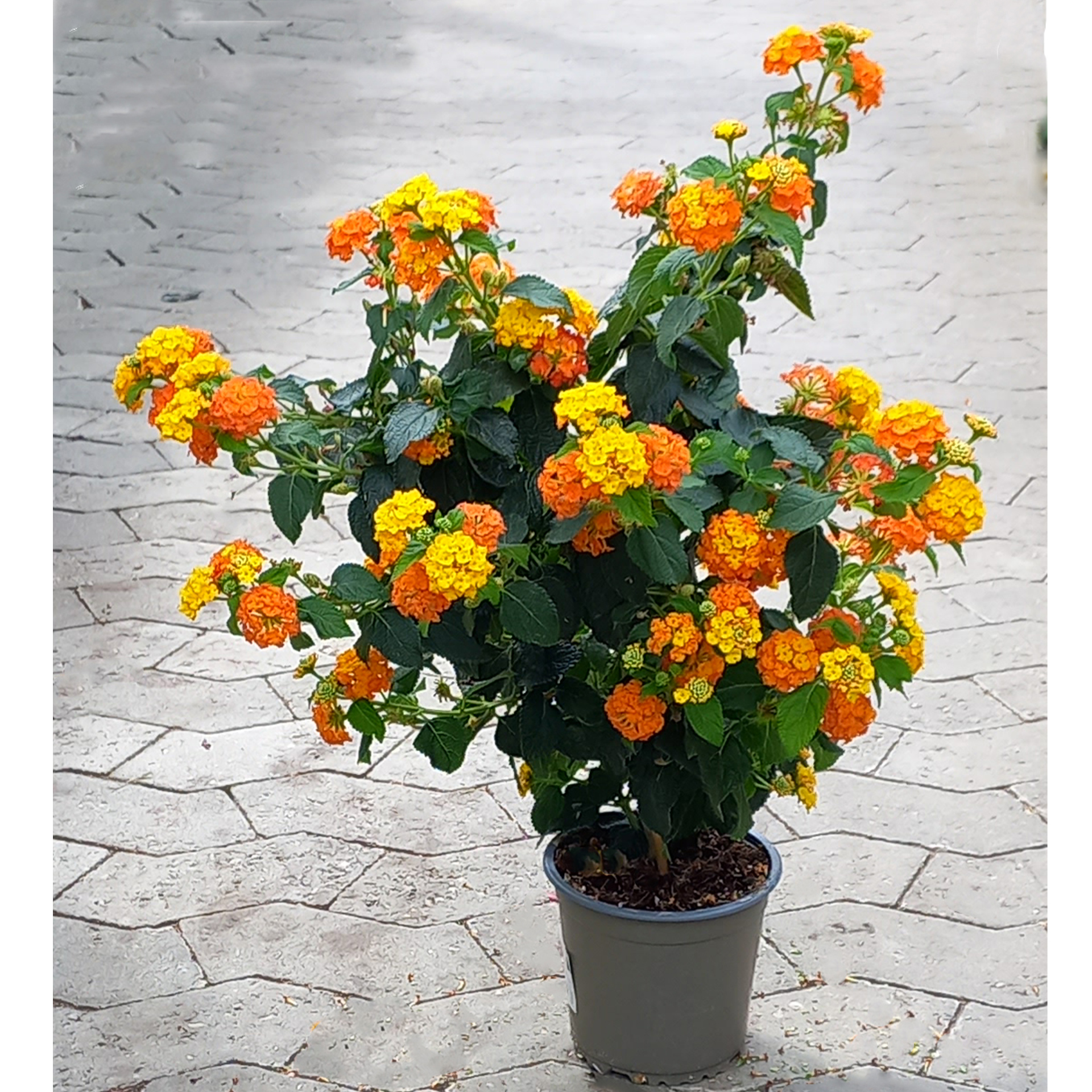 Wandelröschen Stamm - Lantana camara orange, 21cm Topf