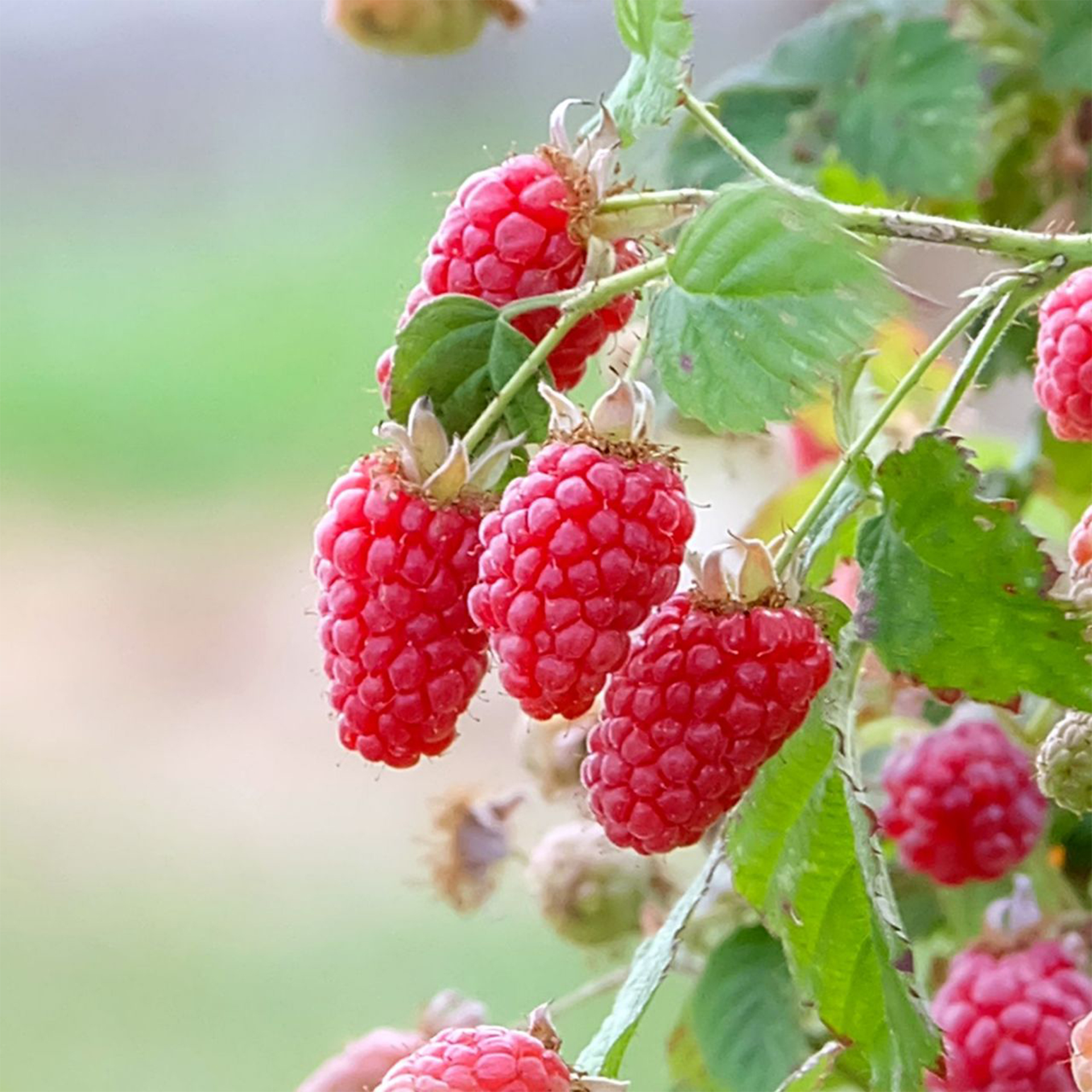 Loganbeere/ Rubus idaeus 'Tayberry'
