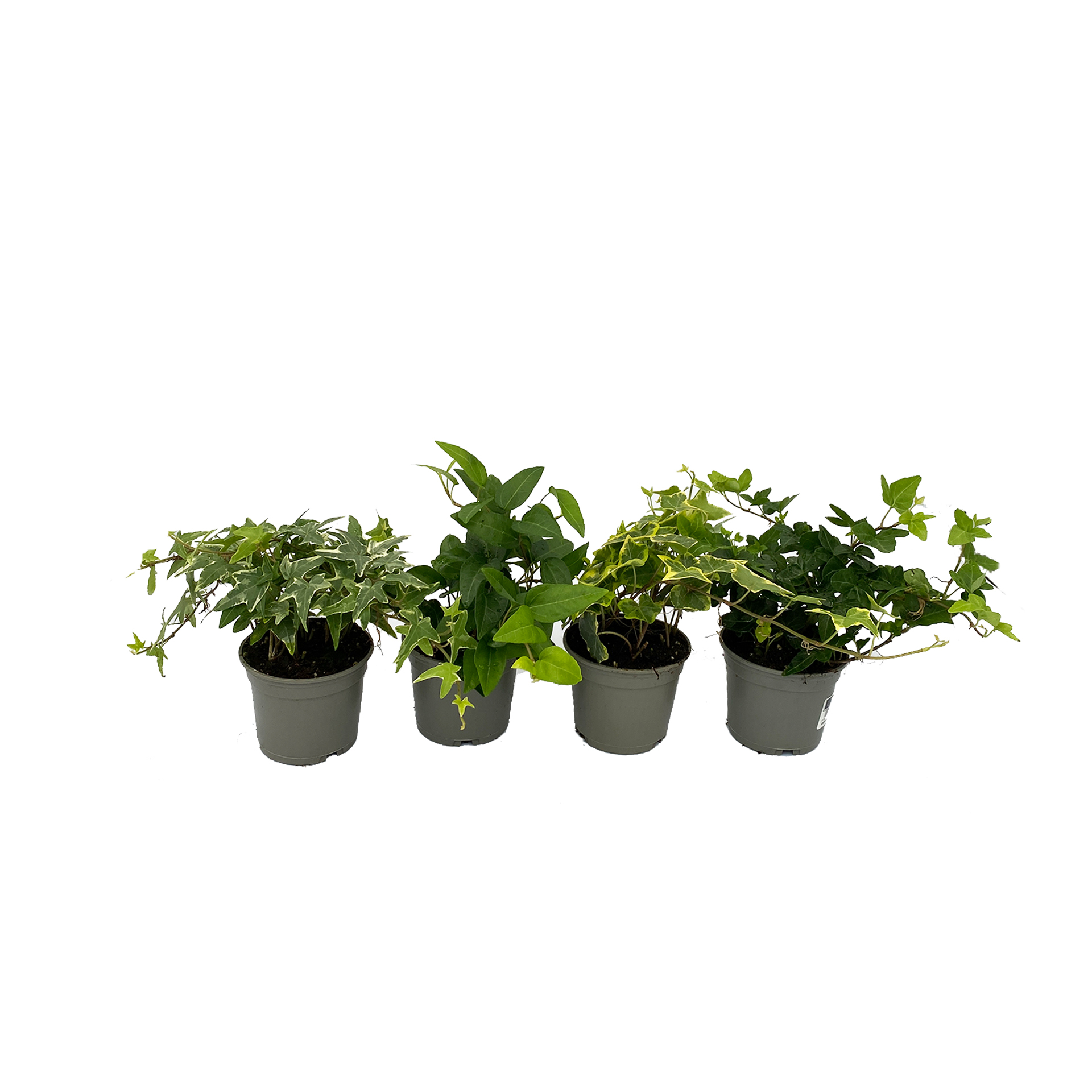 Bodendecker Hängepflanze Strukturpflanze zwischen Sommerblumen