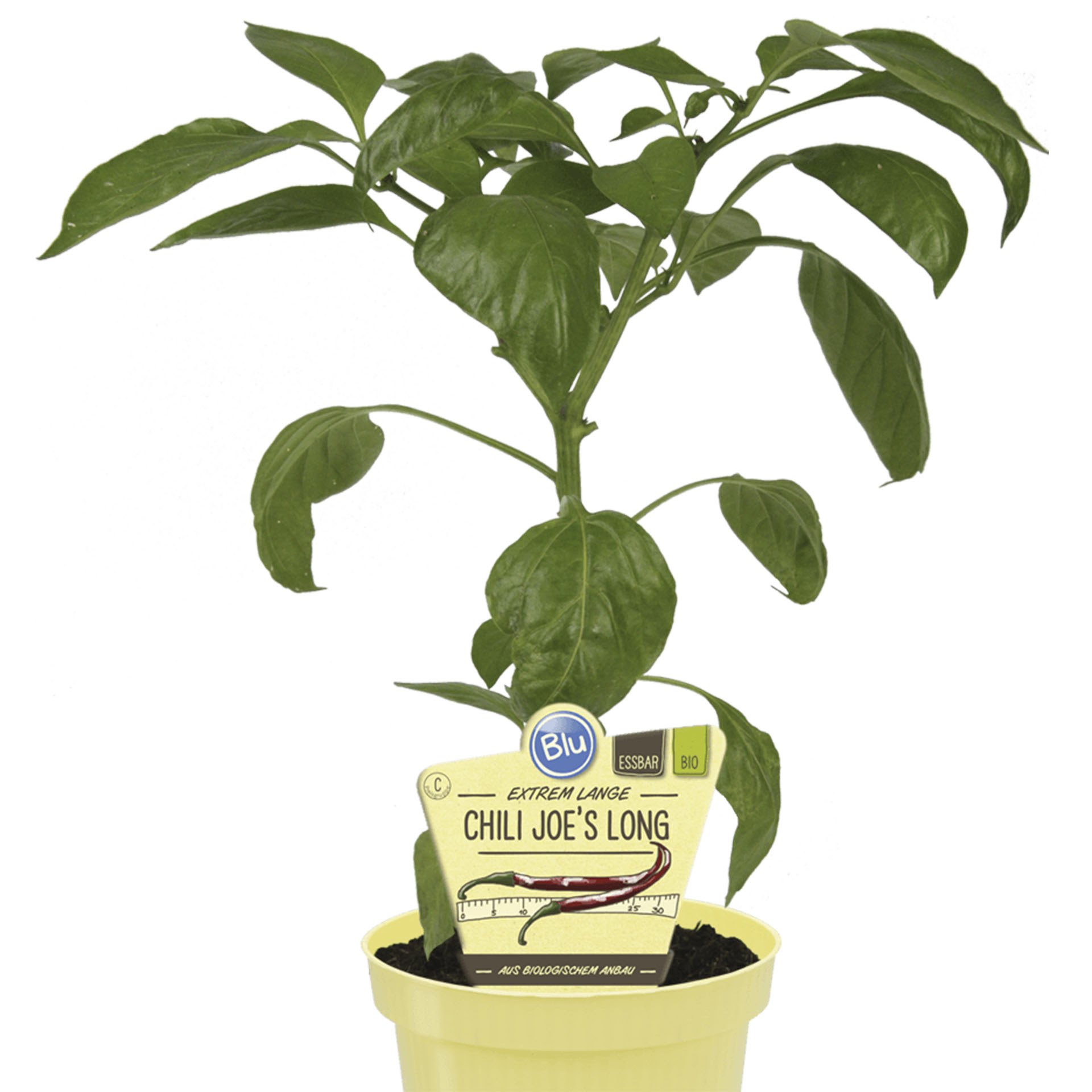 BIO Chili Joe's Long - Capsicum annuum var. longum, 12cm Topf