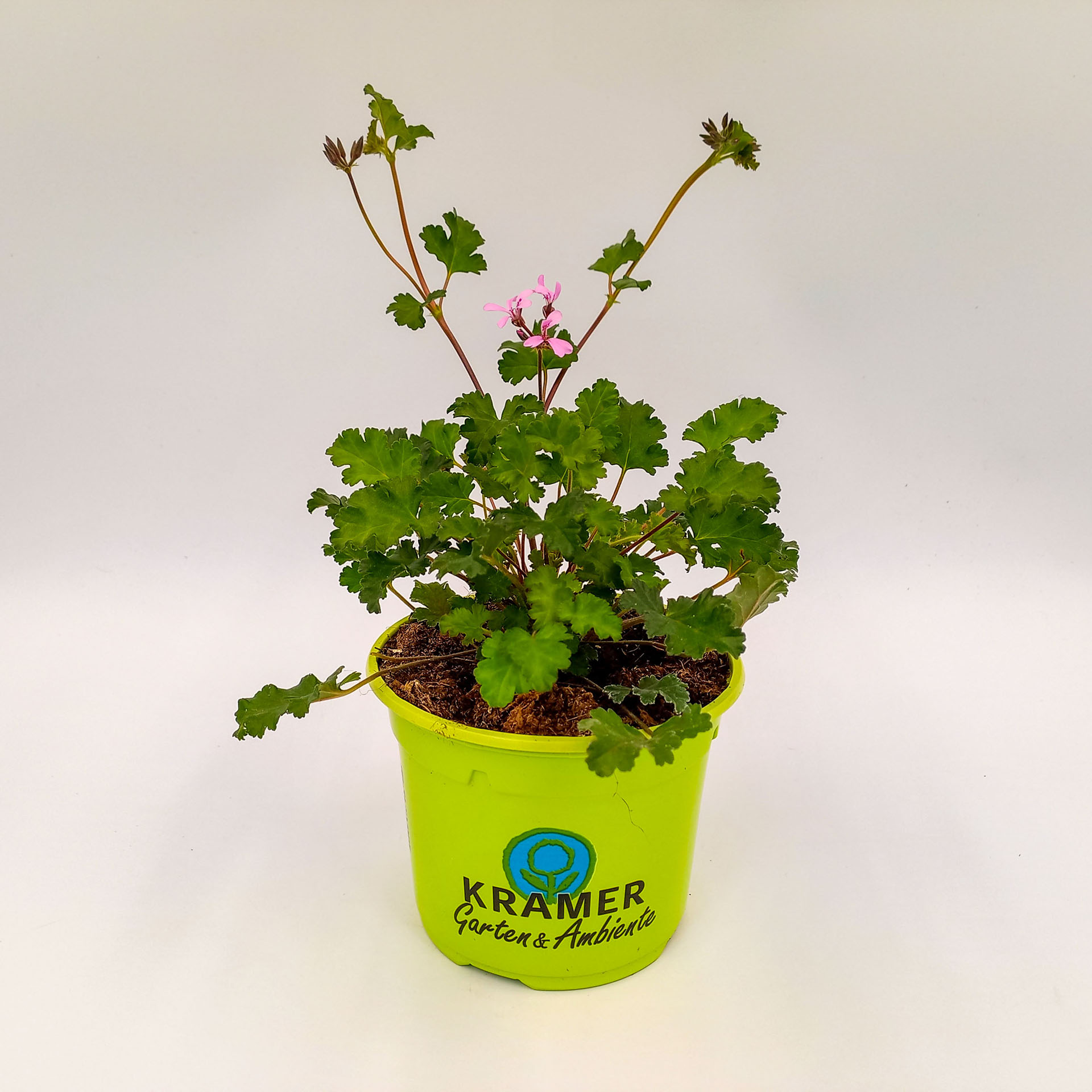 Duftgeranie 'Pini Pinks' - Pelargonium, 12cm Topf