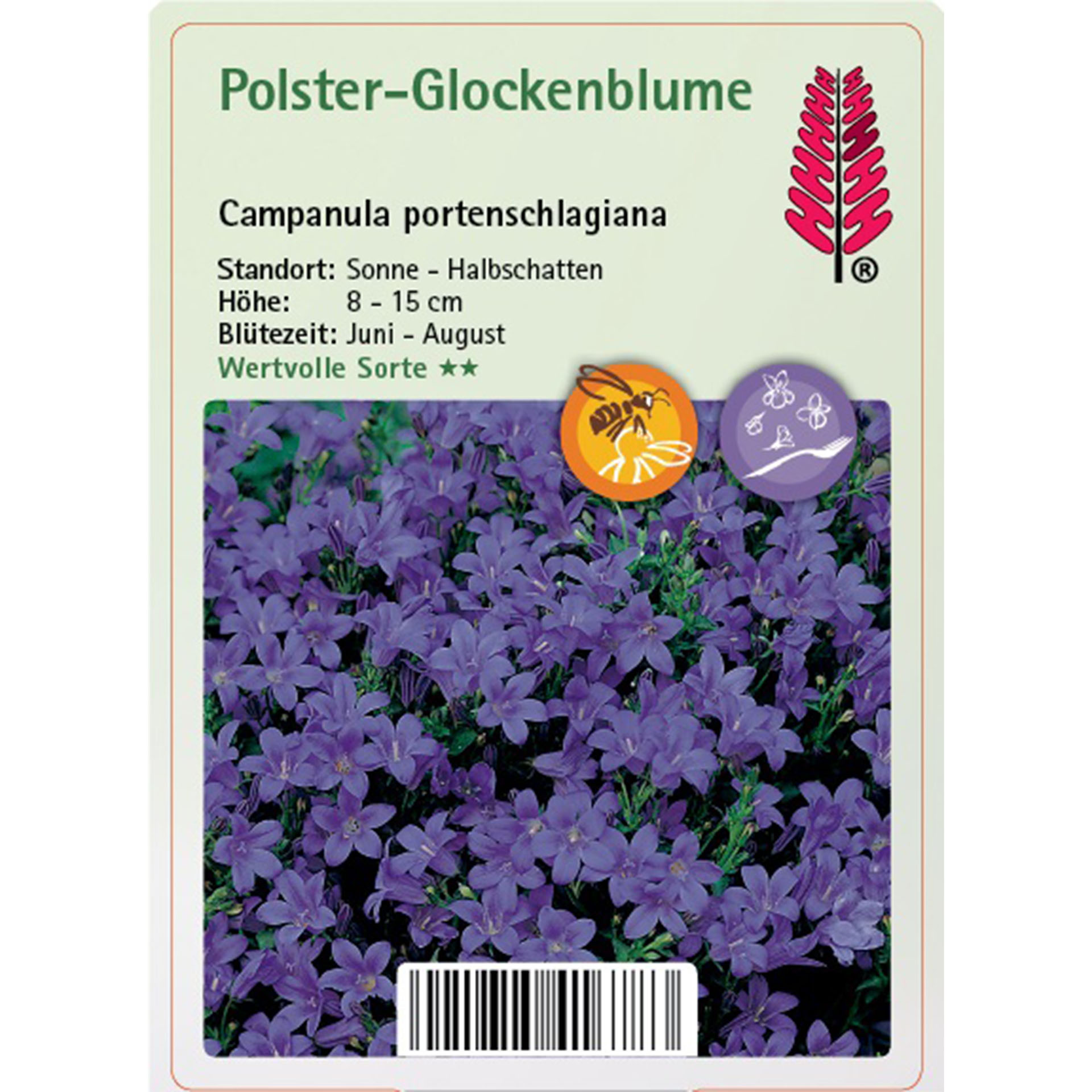 Purpur, Blume, Pflanze, Lavendel, Geranie