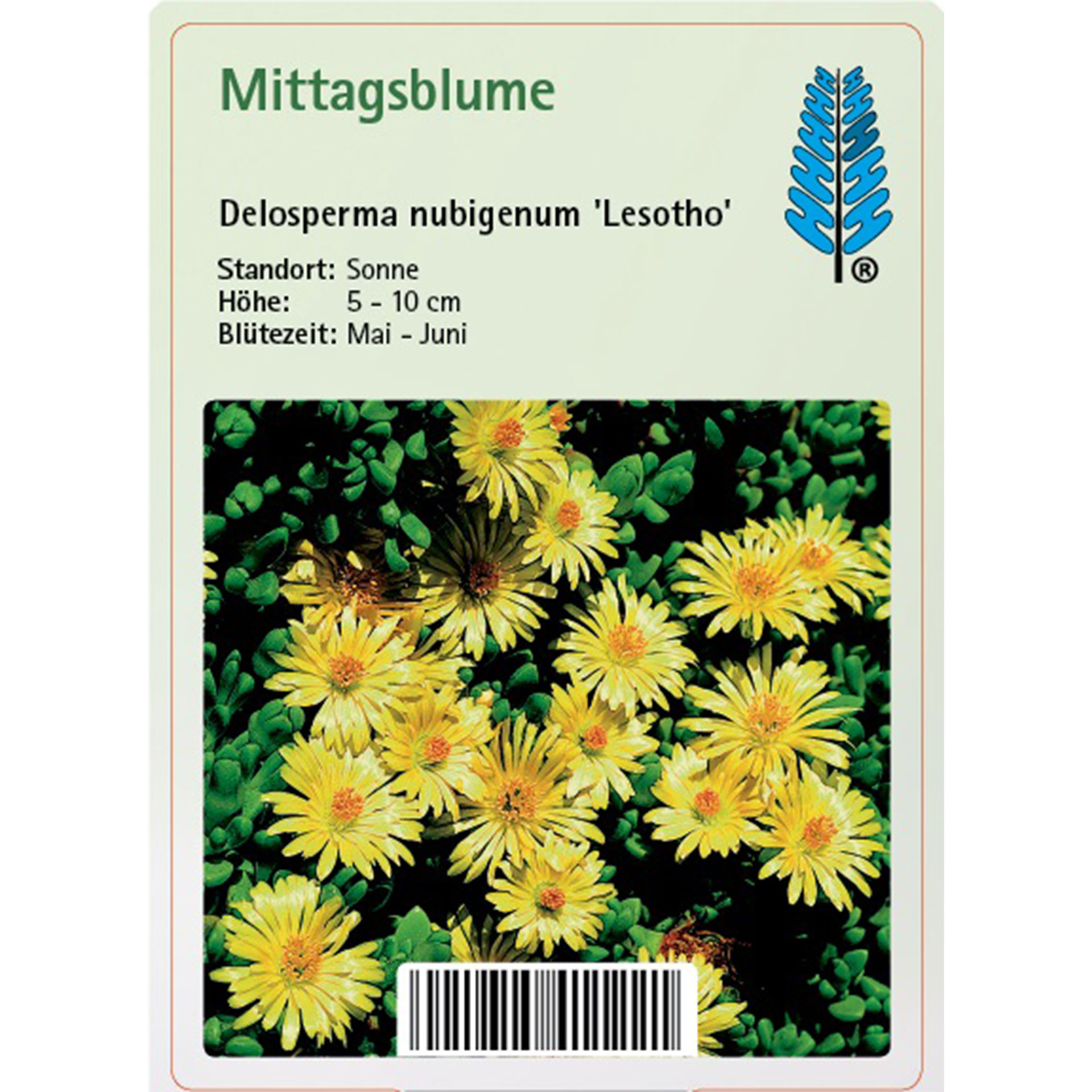 Gänseblümchen, Blume, Pflanze, Text, Blütenblatt
