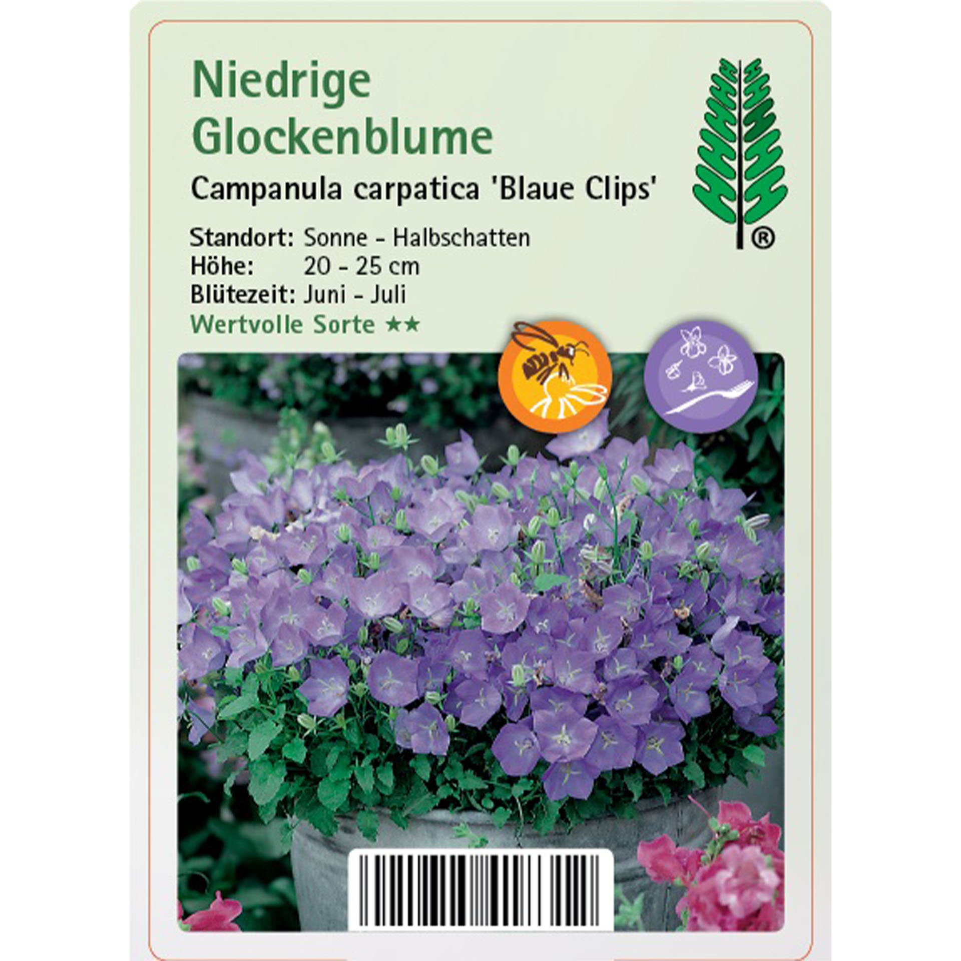 Blume, Geranie, Pflanze, Kräuterig, Blütenblatt