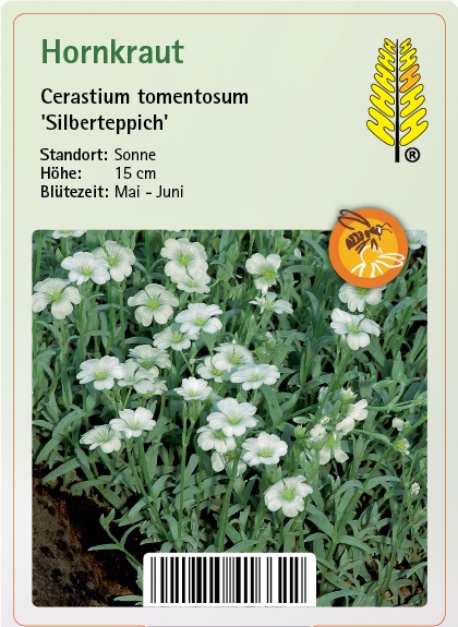 Kräuterig, Pflanze, Blume, Blütenblatt, Gänseblümchen