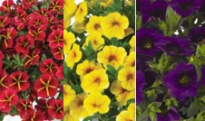 Zauberglöckchen - Calibrachoa-Hybride Trio 'Villa Kunterbunt', 13cm Topf