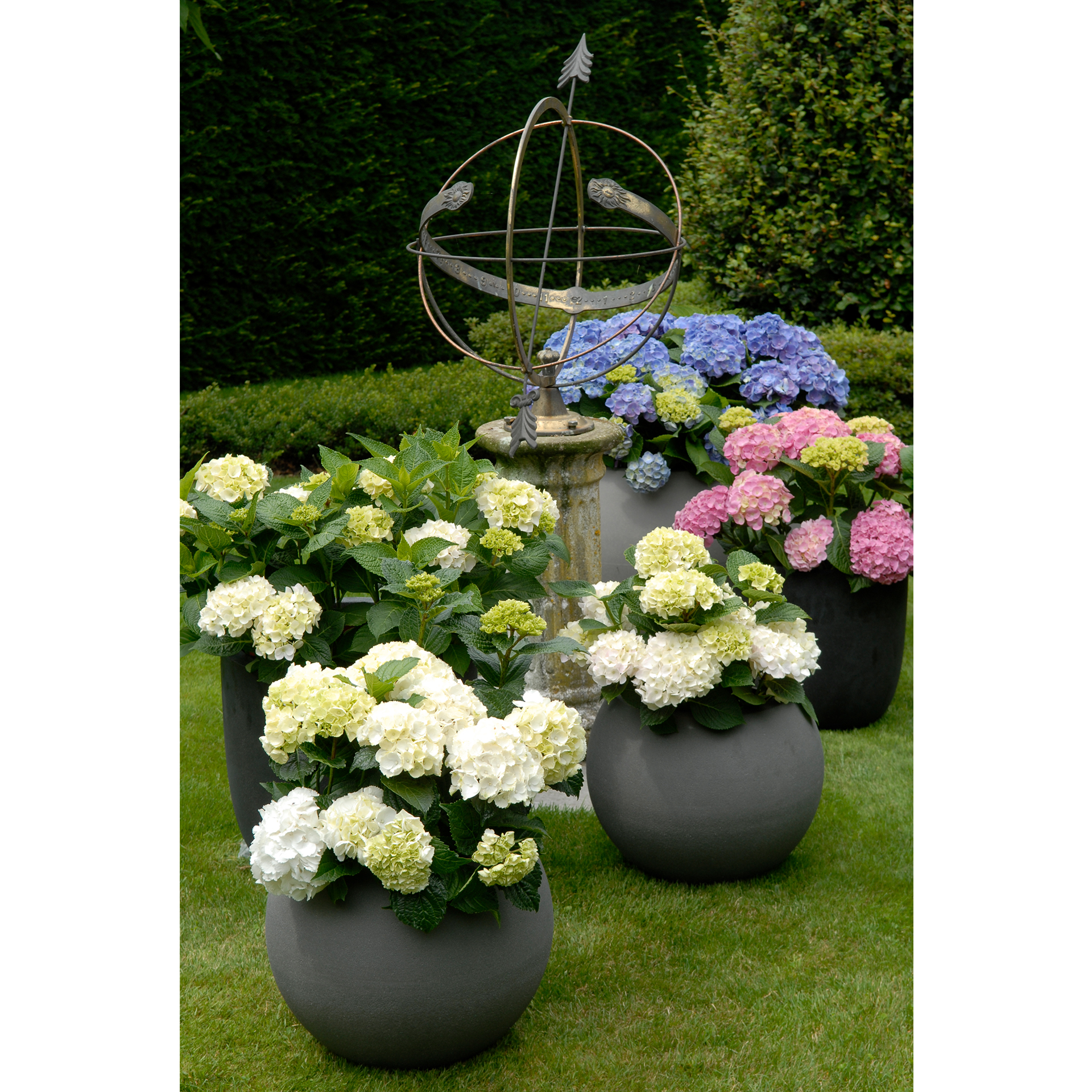 Hortensie - Hydrangea macrophylla 'Forever and Ever', C5 30-40cm