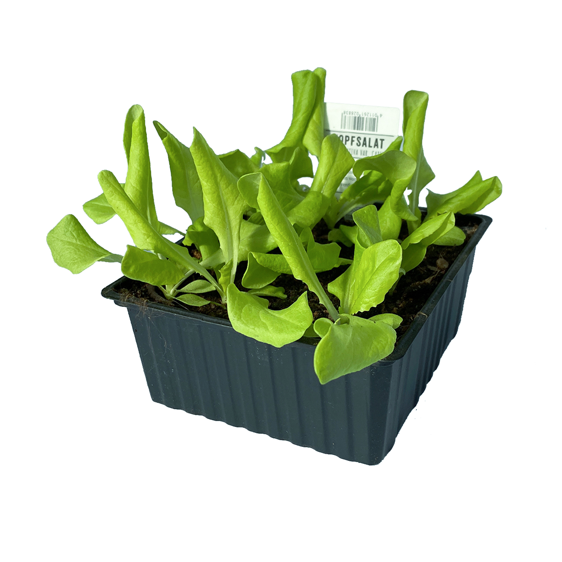 Kopfsalat grün - Salatpflanzen Schale 9er