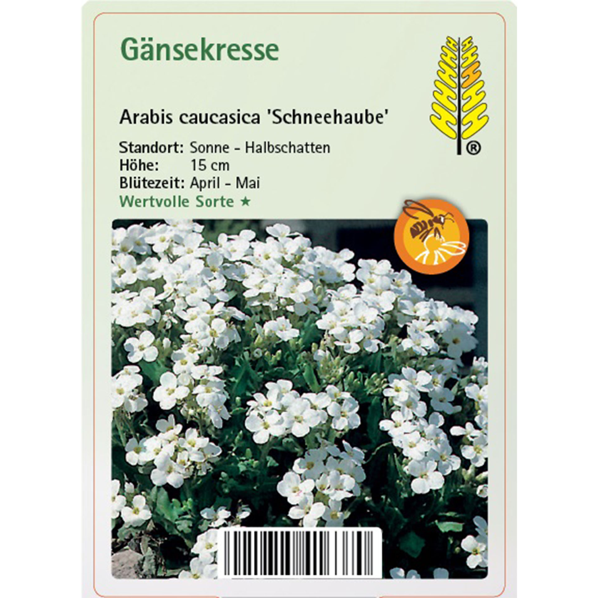 Blume, Blütenblatt, Pflanze, Kräuterig, Kräuter