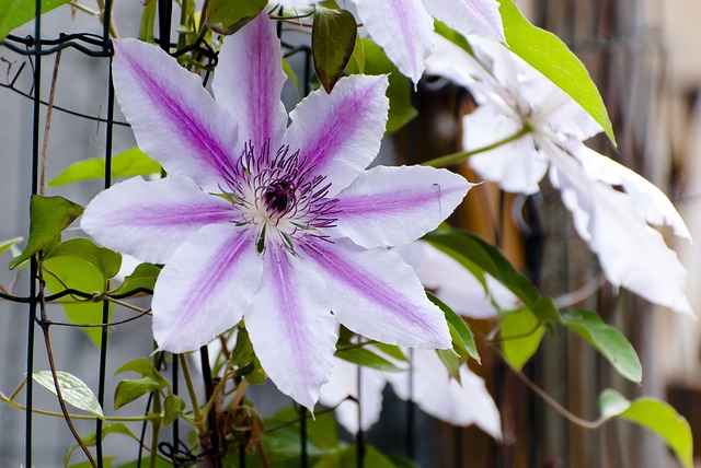 Lila weiß blühende Clematis