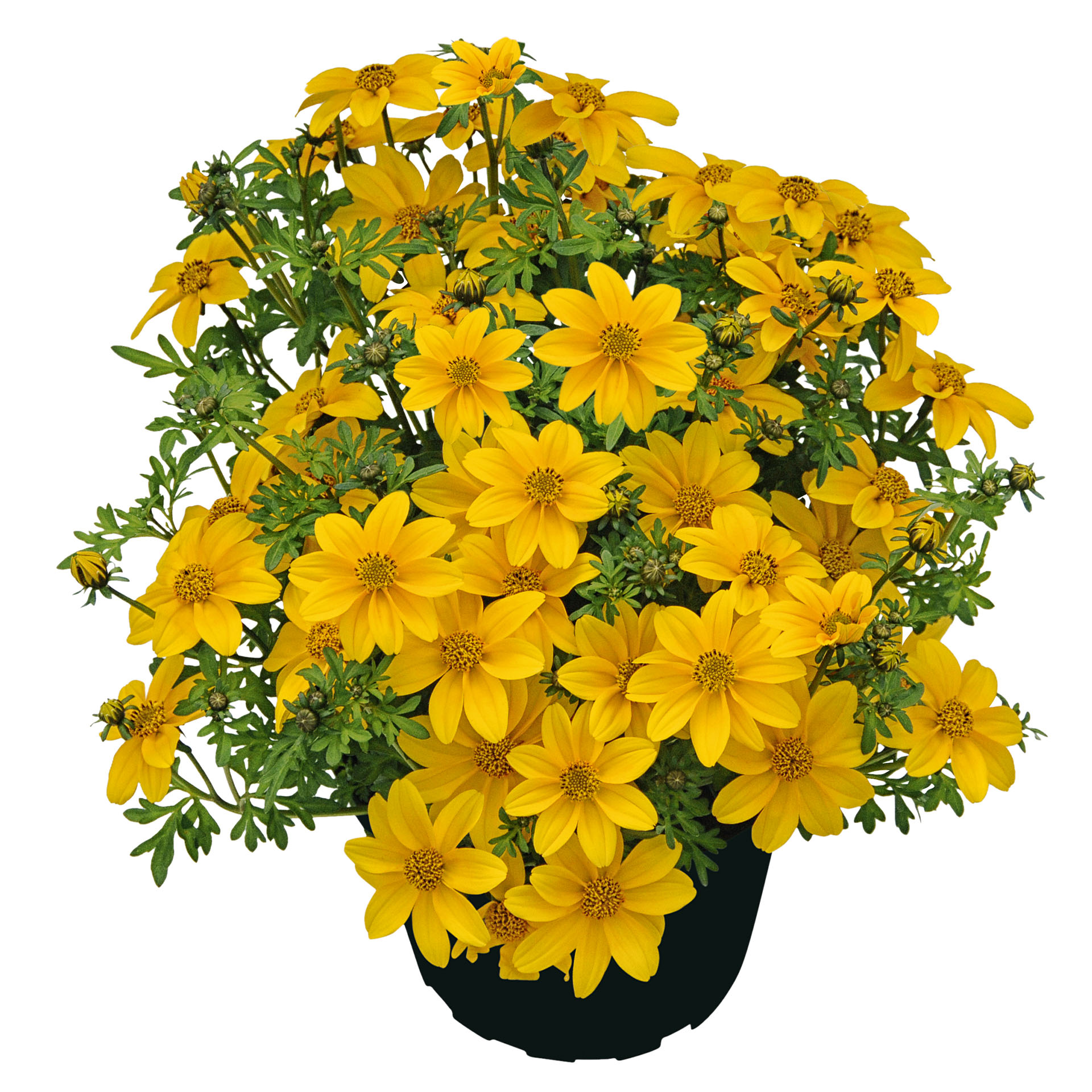 Goldmarie - Bidens ferulifolia 'Sweetie'