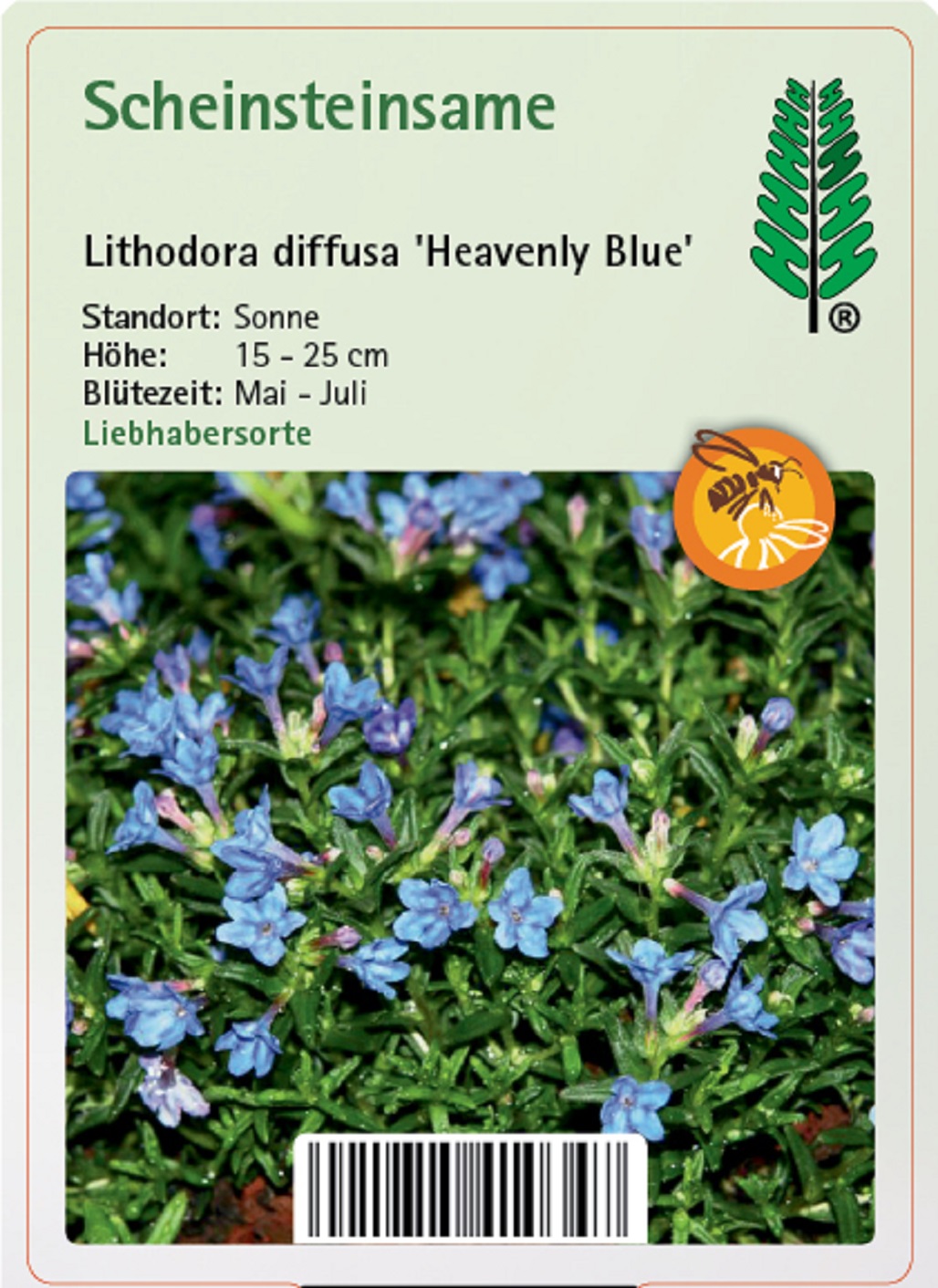 Scheinsteinsame - Lithodora diffusa 'Heavenly Blue', 12cm Topf