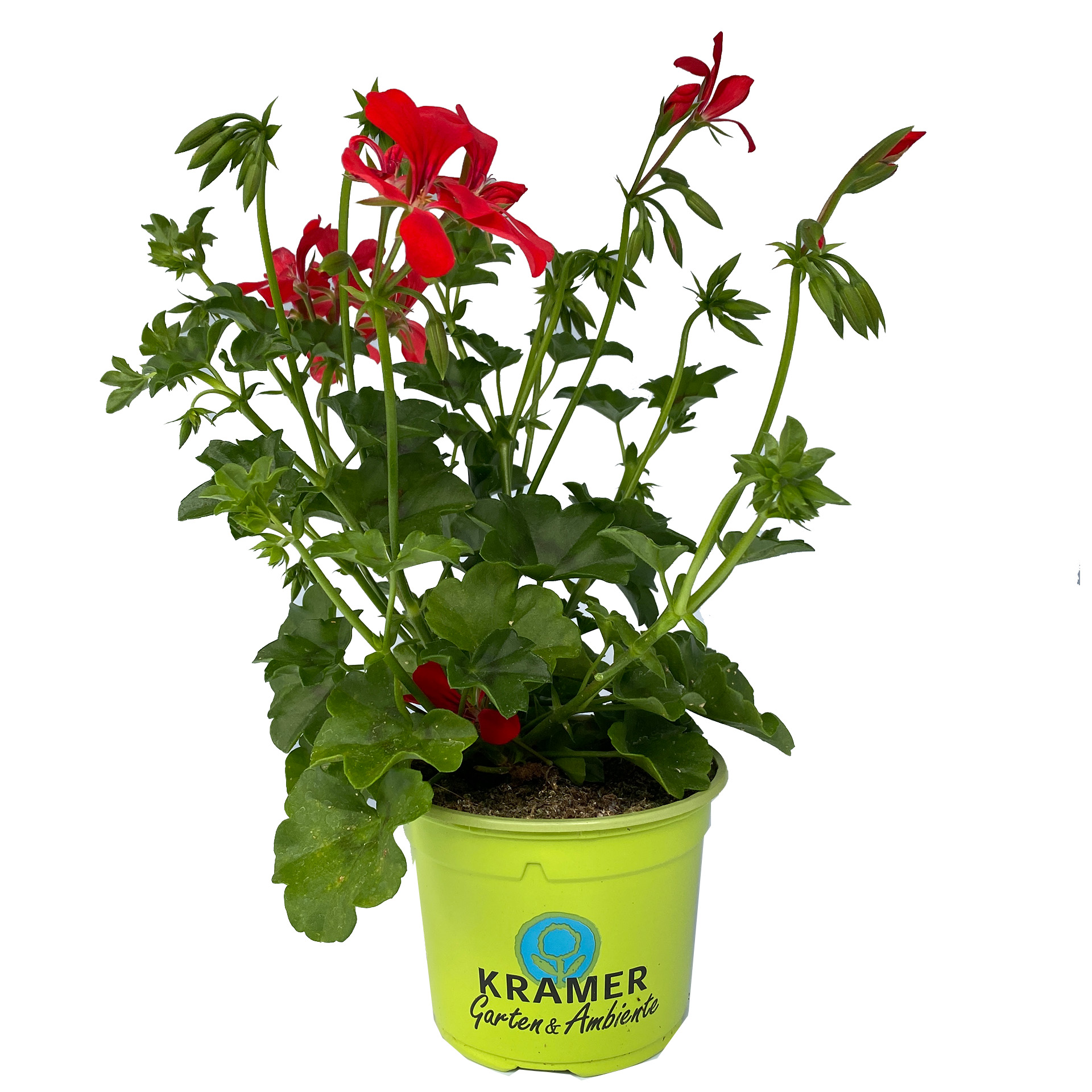 Geranie hängend 'Rainbow Red' - Pelargonium peltatum, 12cm Topf