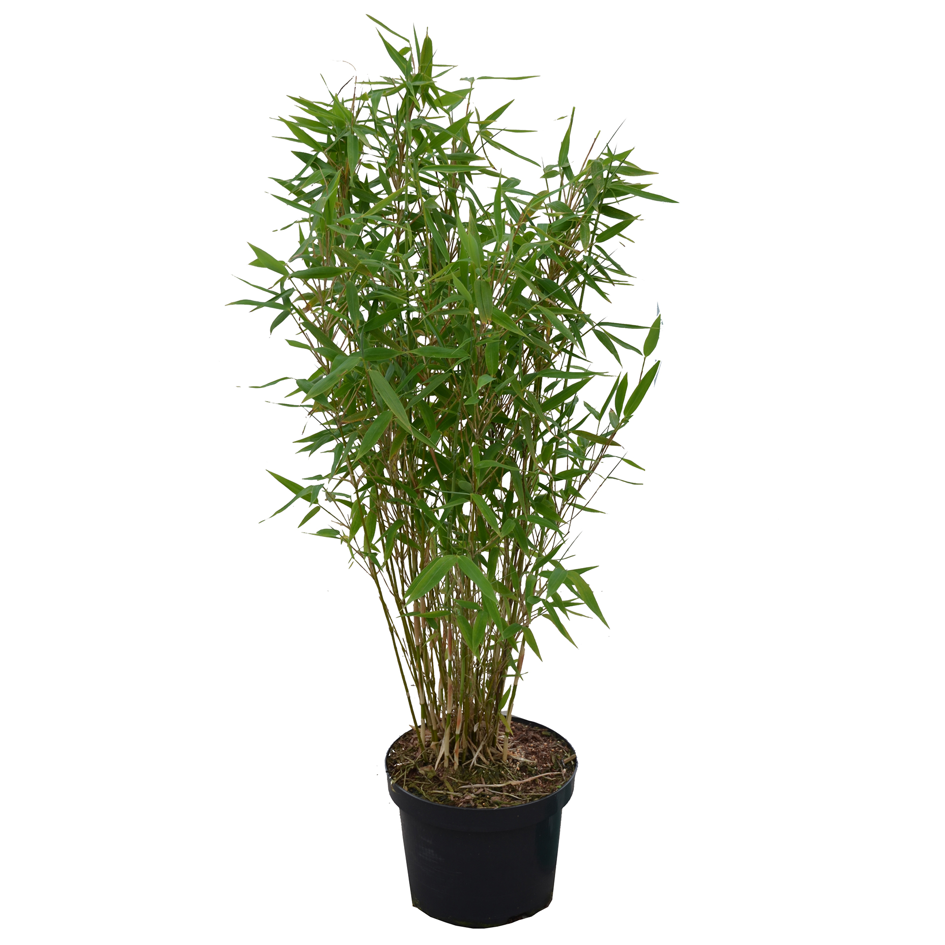 Gartenbambus Jumbo klein