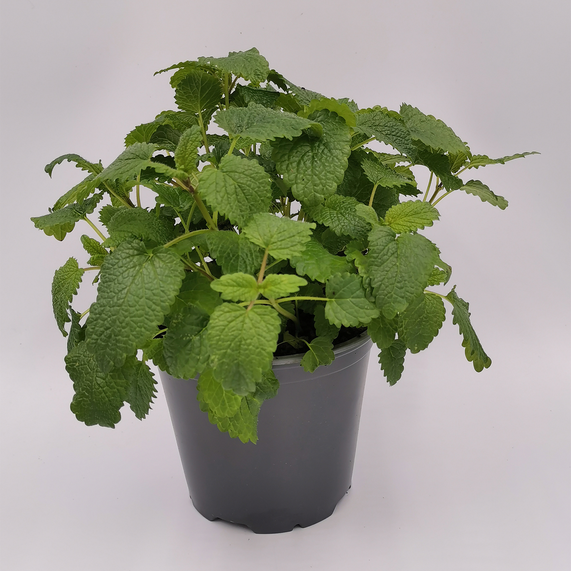 Zitronenmelisse Teepflanze Heilpflanze