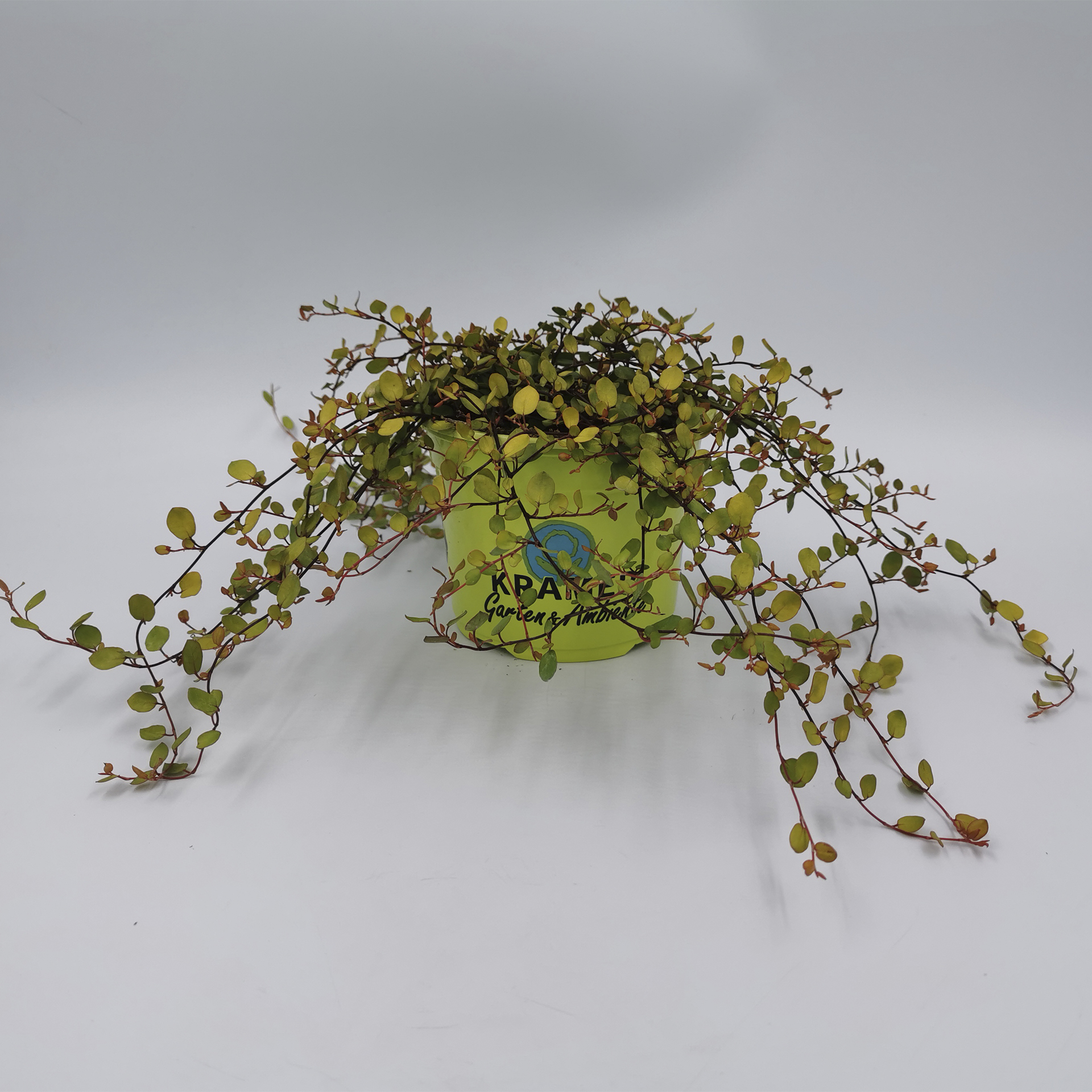 Herbstpflanze Drahtstrauch Zwergstrauch mit kriechenden Ranken