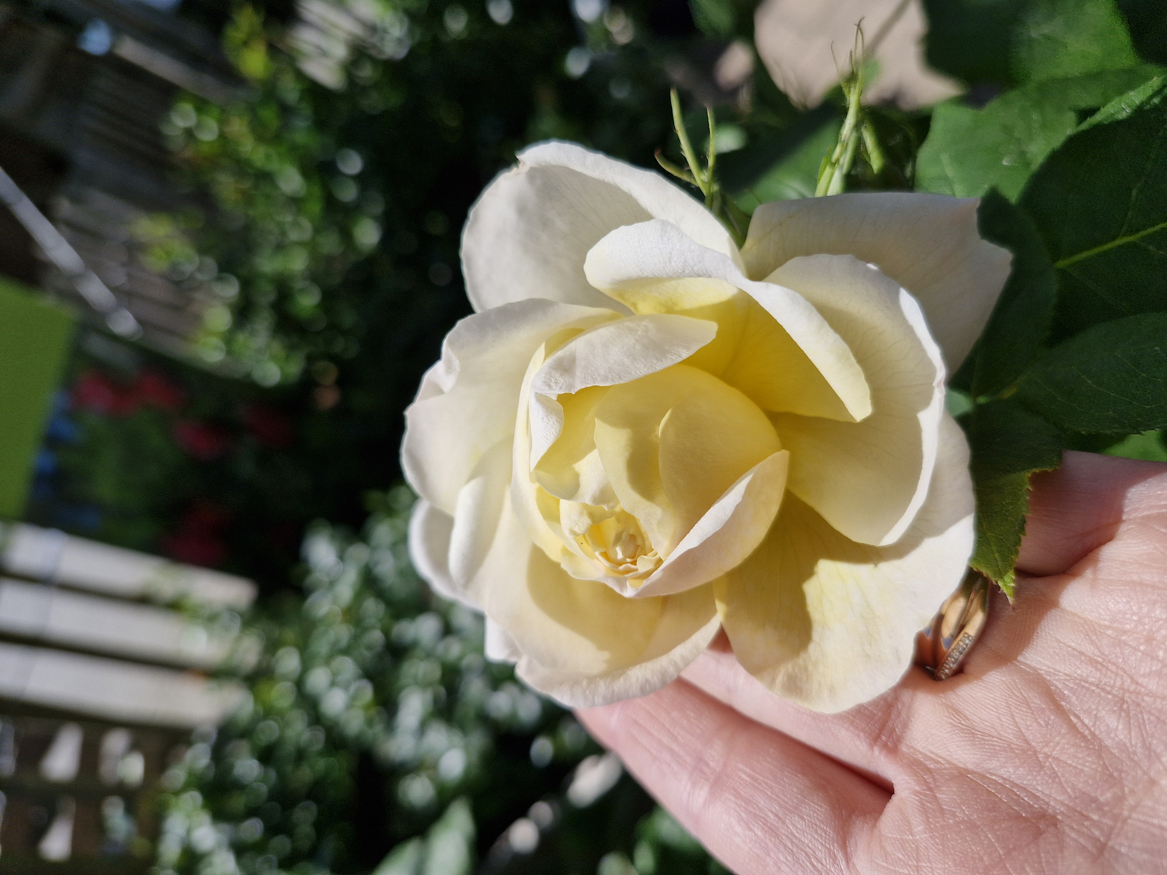 Blume, Rosen, Gelb, Rosenblüte, Handr?