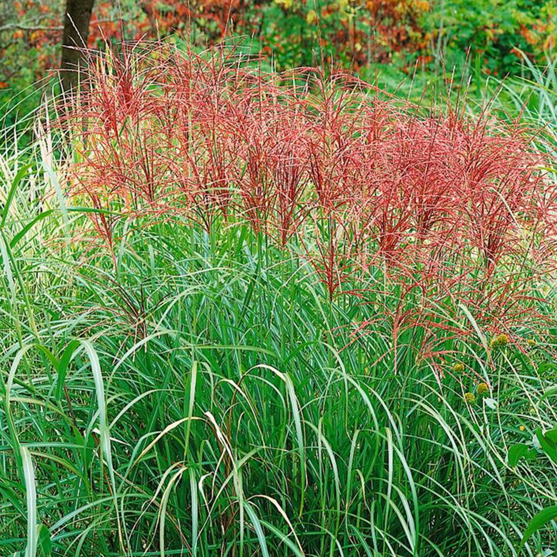 Chinaschilf - Miscanthus sinensis 'Red Chief', 17cm Topf