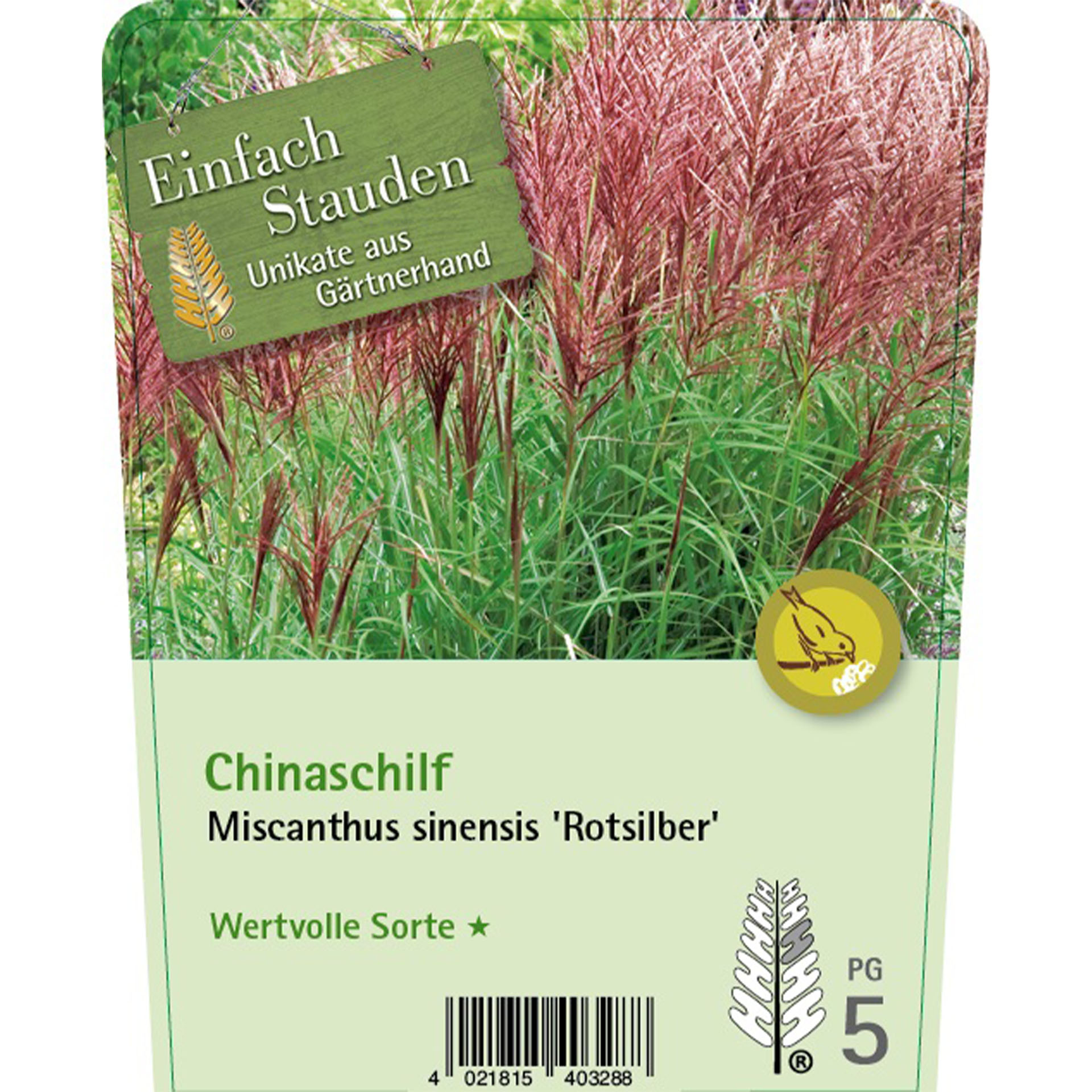 Gras, Pflanze, Vegetation, Schilf