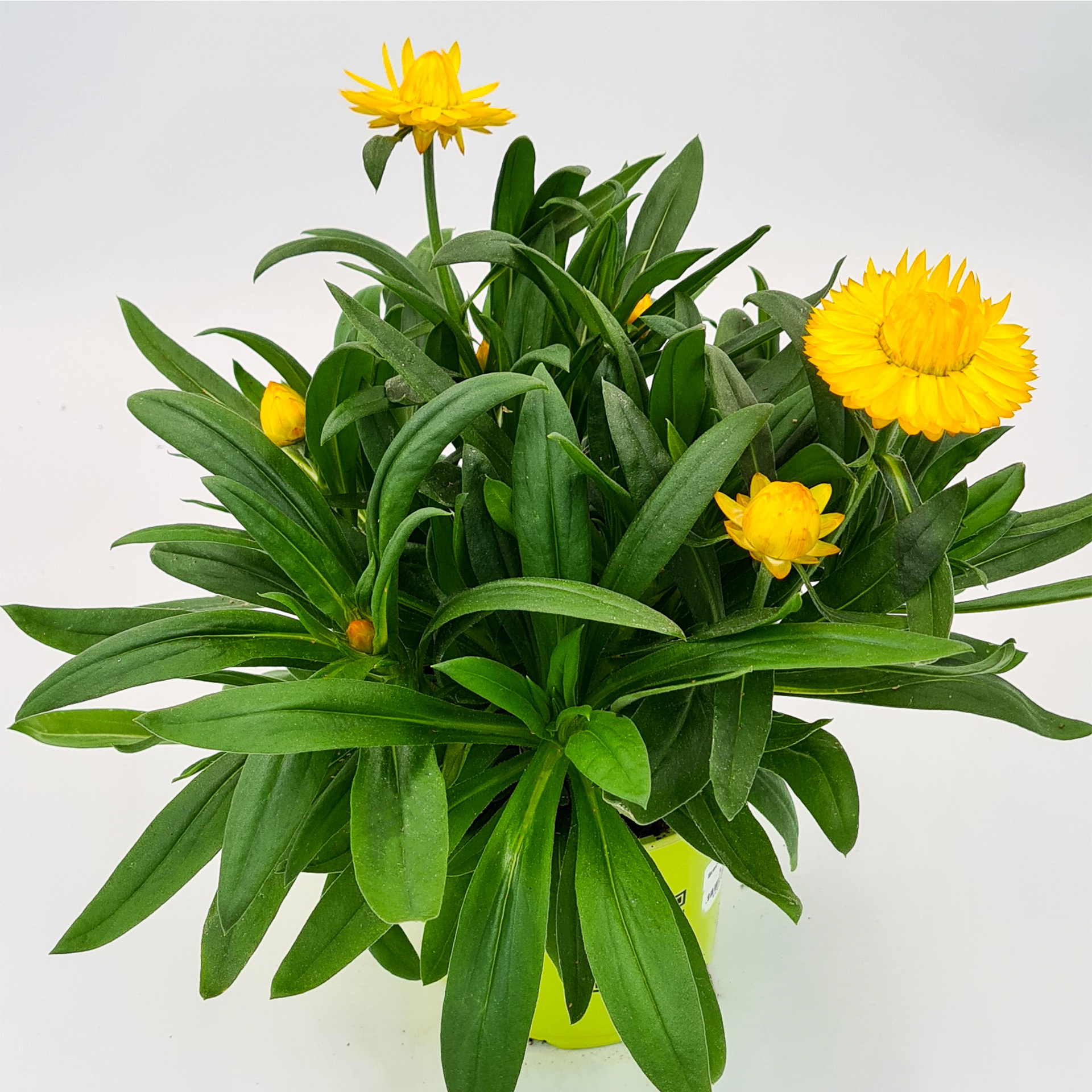 Strohblume - Bracteantha 'Totally Yellow', 12cm Topf