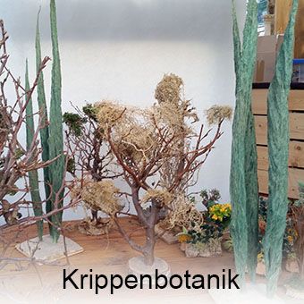 Krippenbotanik Palmen Ranken Moos Kakteen