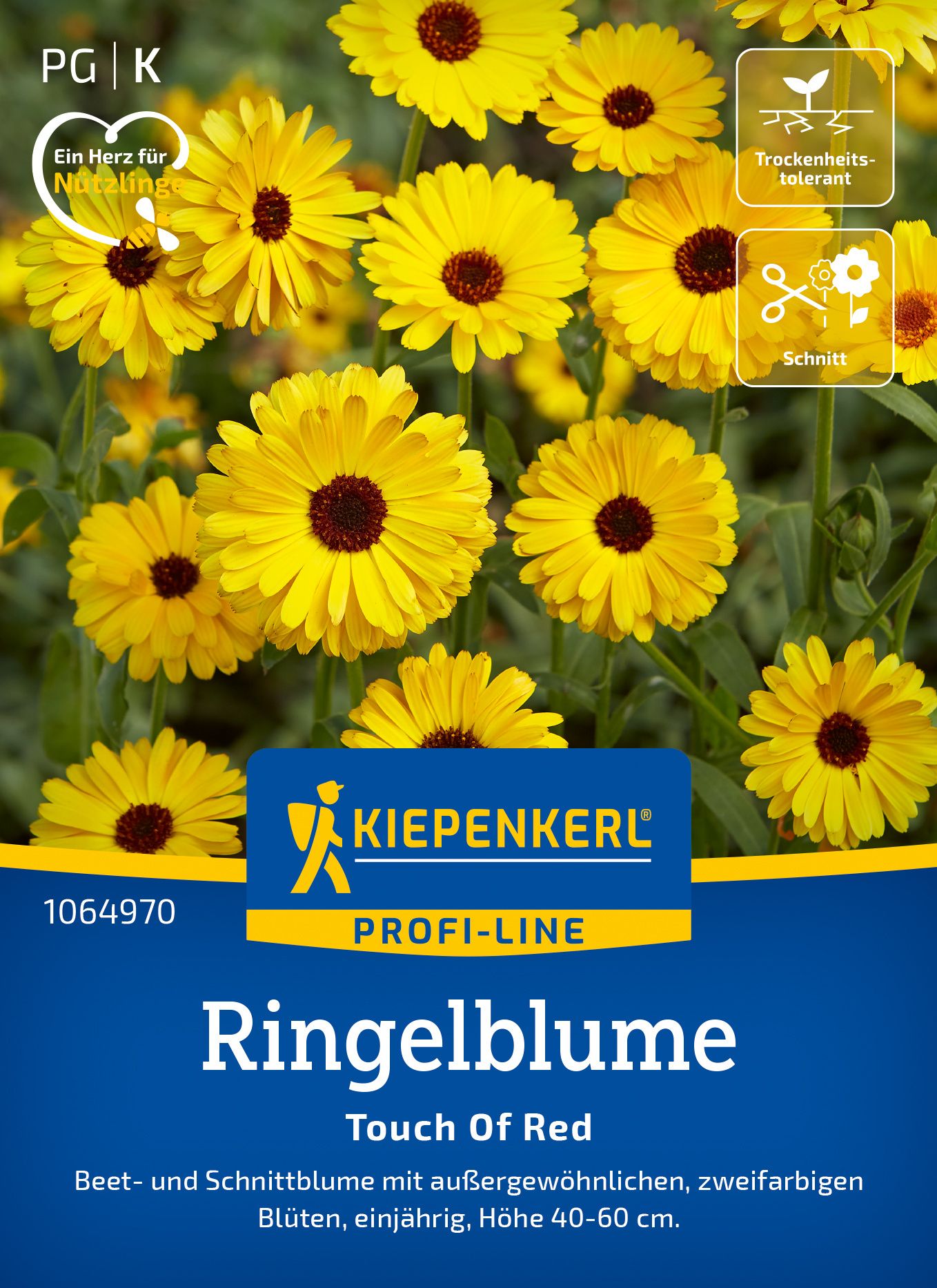Werbung, Plakat, Gänseblümchen, Blume, Blütenblatt