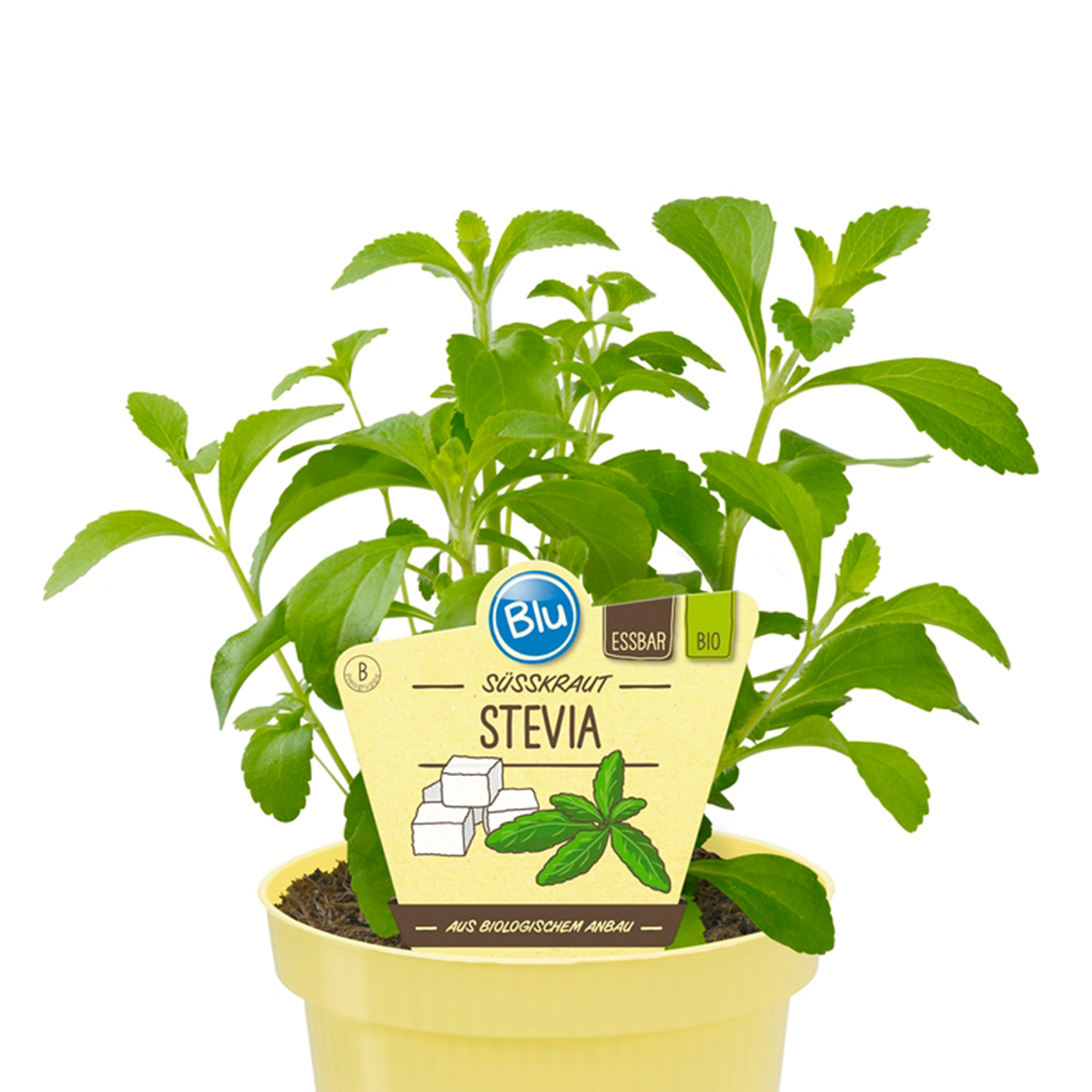 BIO Süßkraut Stevia - Stevia rebaudiana, 12cm Topf