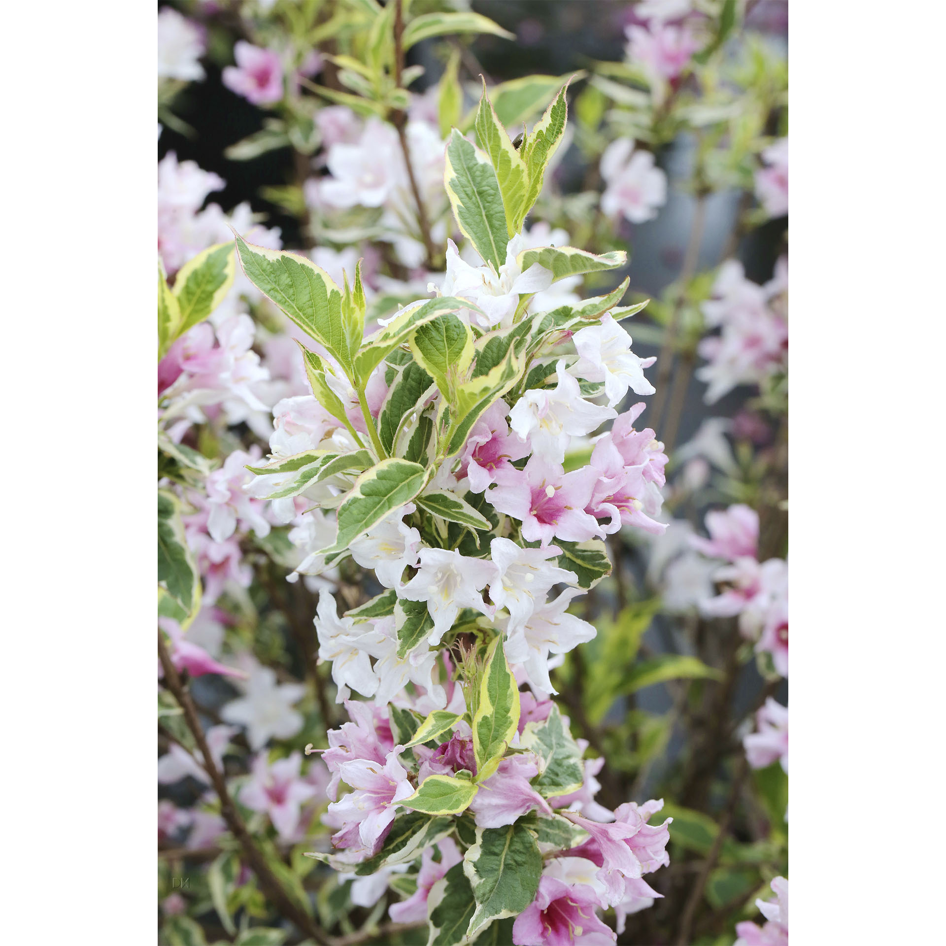 zart rosa Blütenpracht der Weigelie Nana Variegata