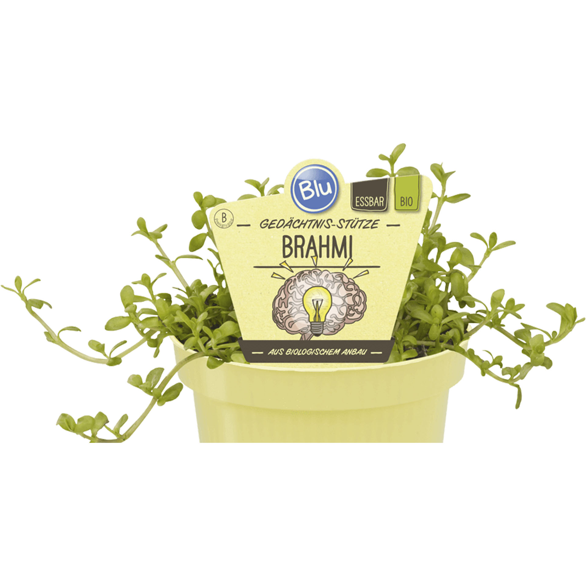 BIO Brahmi im Pflanztopf mit Pflanzenstecker
