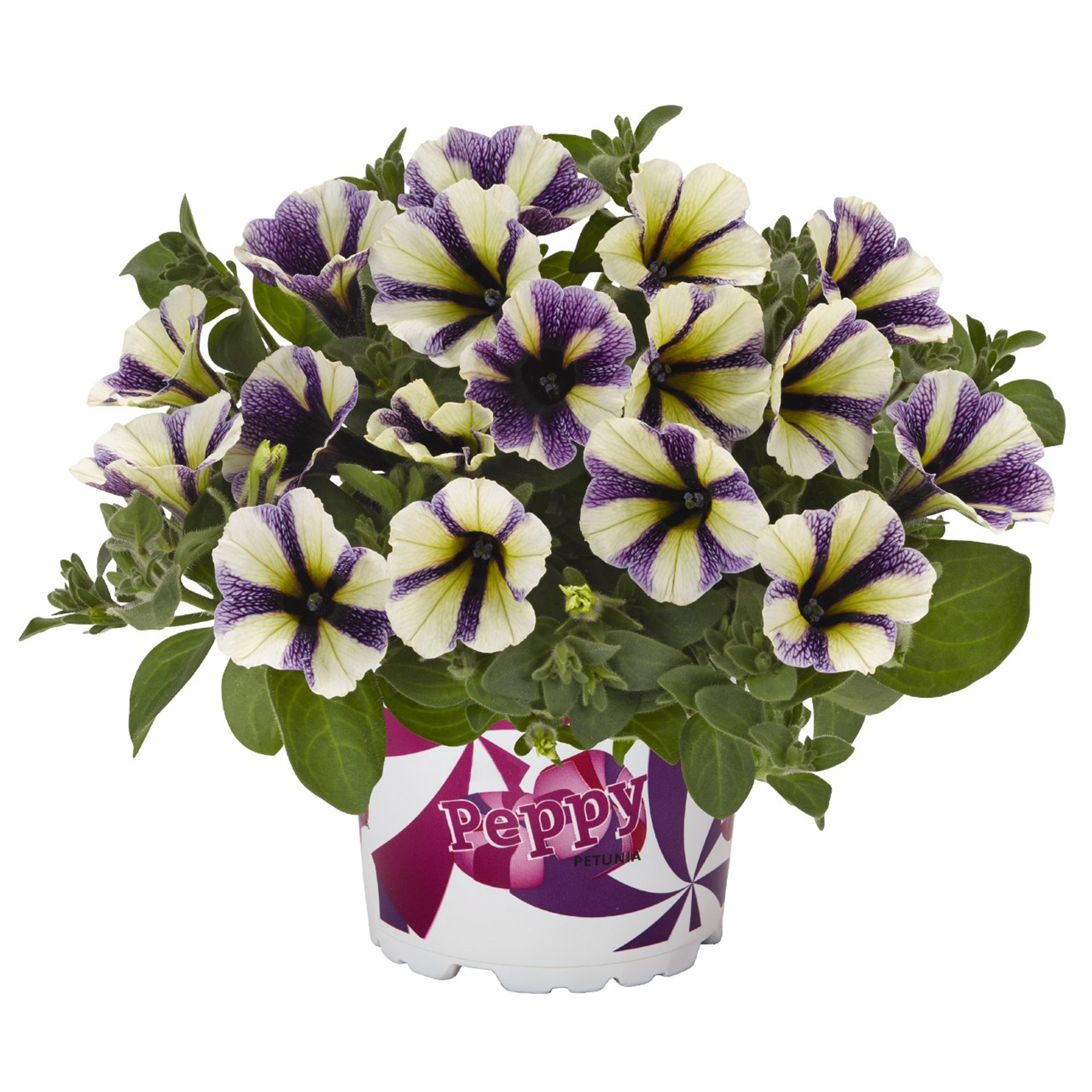 Petunie - Surfinia 'Peppy® Blueberry Muffin', 12cm Topf