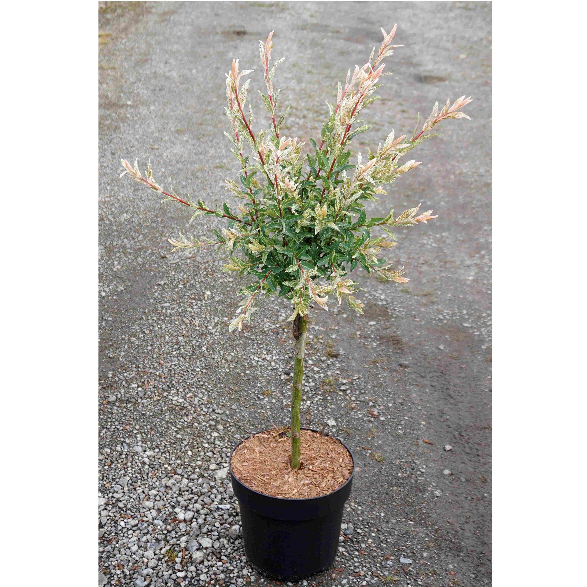Harlekinweide - Salix integra 'Hakuro Nishiki', C6 40cm