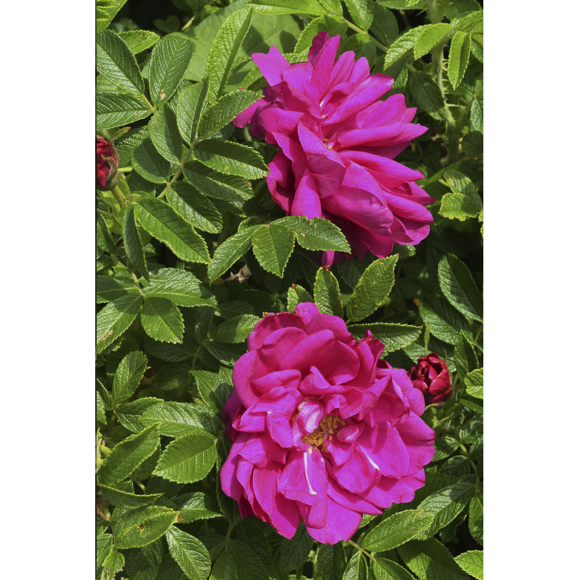 dunkelrosa Blüten der Apfel-Rose rugosa